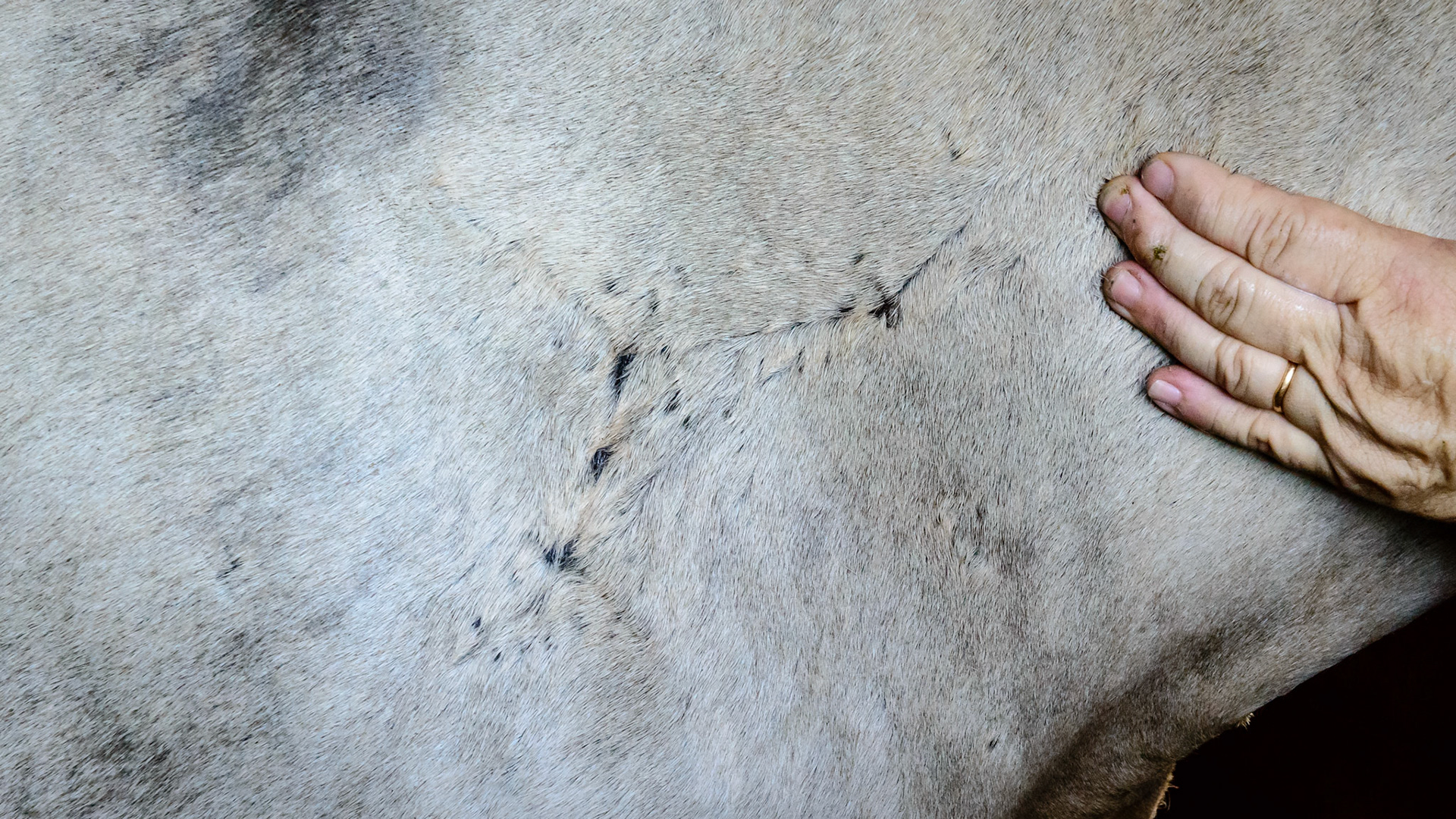 This old scar on the neck of this horse not only shows the Y shaped wound but the damage caused by the sutures used to close the skin. There is no history here but I would guess that no subcutaneous sutures were used to relieve the skin tension.