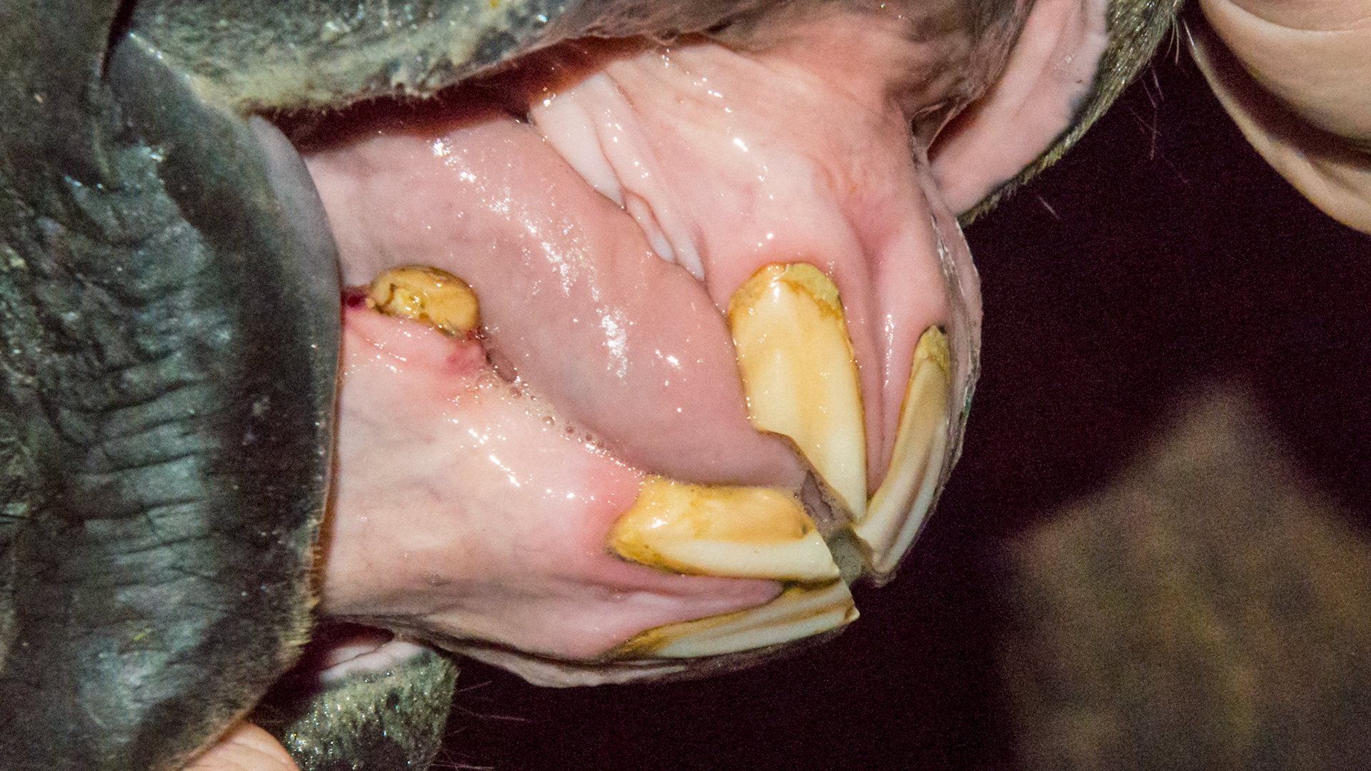 EOTRH horse 10 - 4/11/1993 = 20yr = W (partial) TB G - Receding gum line, bulbous incisors, thickening of the gum line.