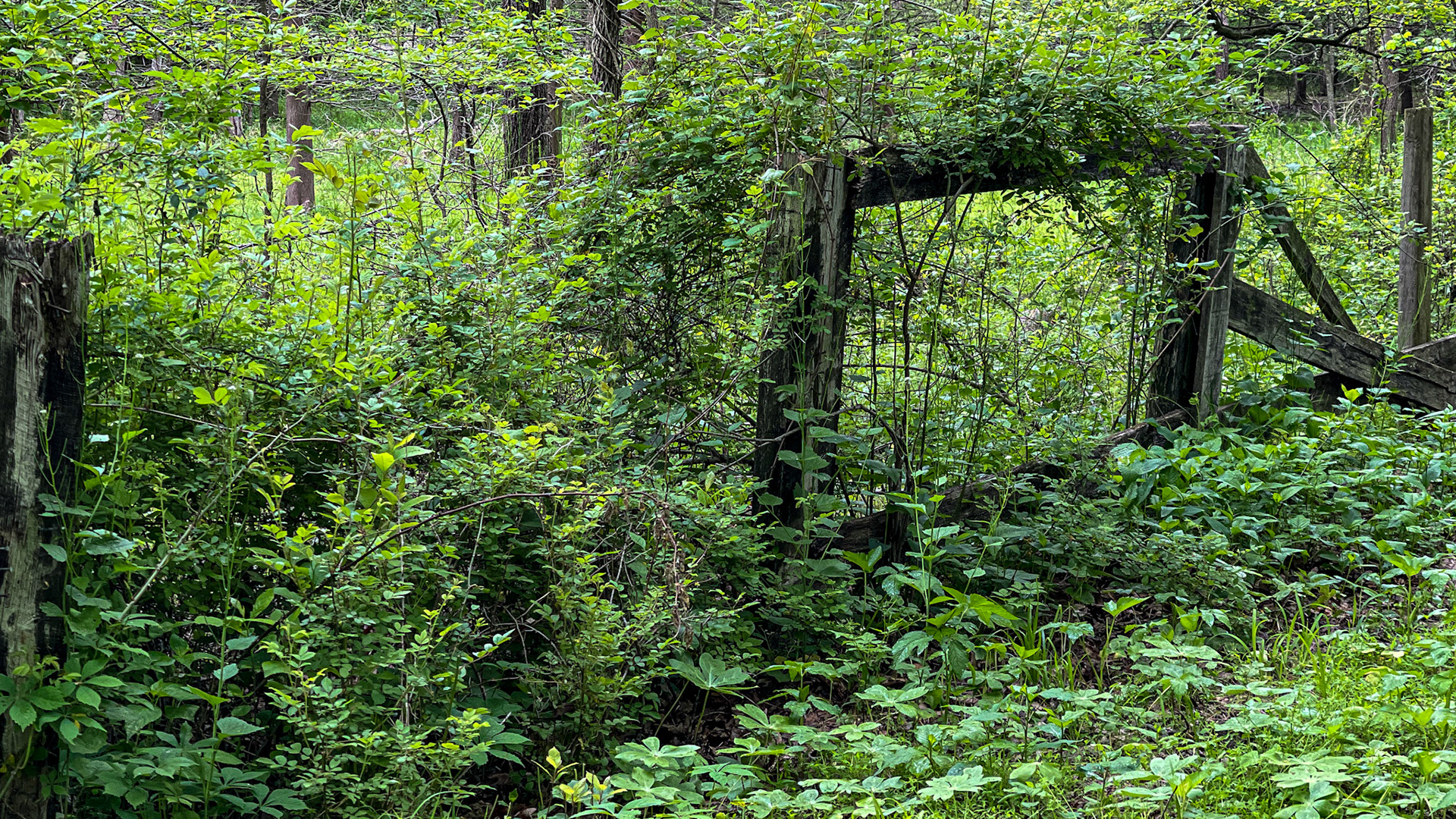 Entropy of a fence line coming out of winter in VA.
