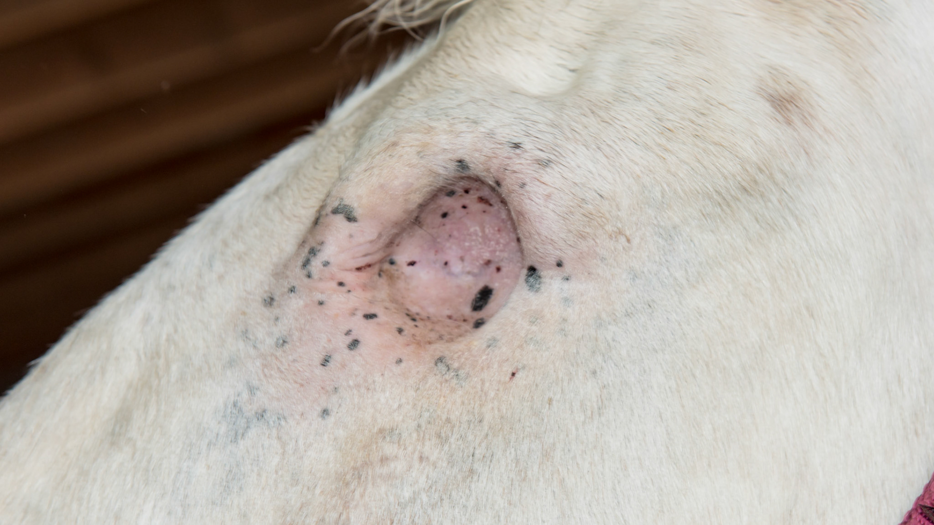 Horse D - Long standing eye injury from a puncture wound. Now a year later after enucleation.