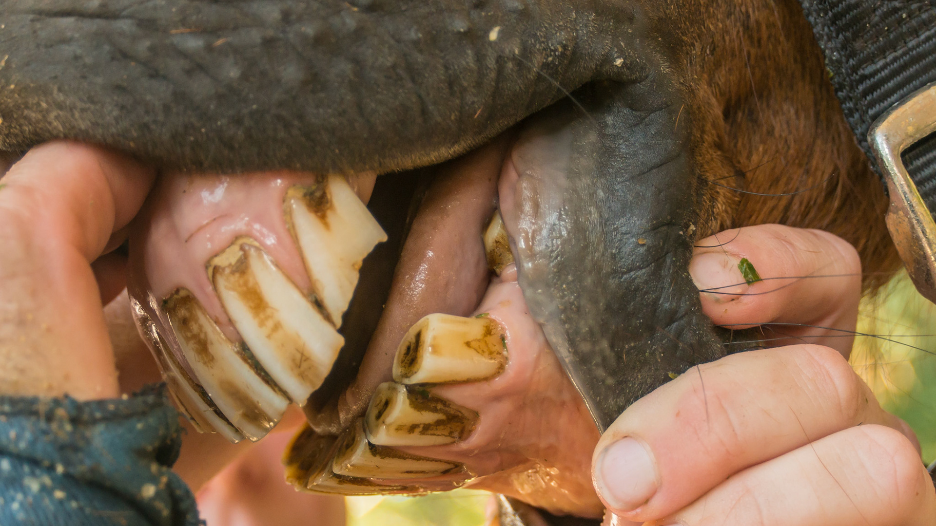 Chewing motion horse 1 - This is as far as he can open his mouth comfortably. R masseter muscle atrophy