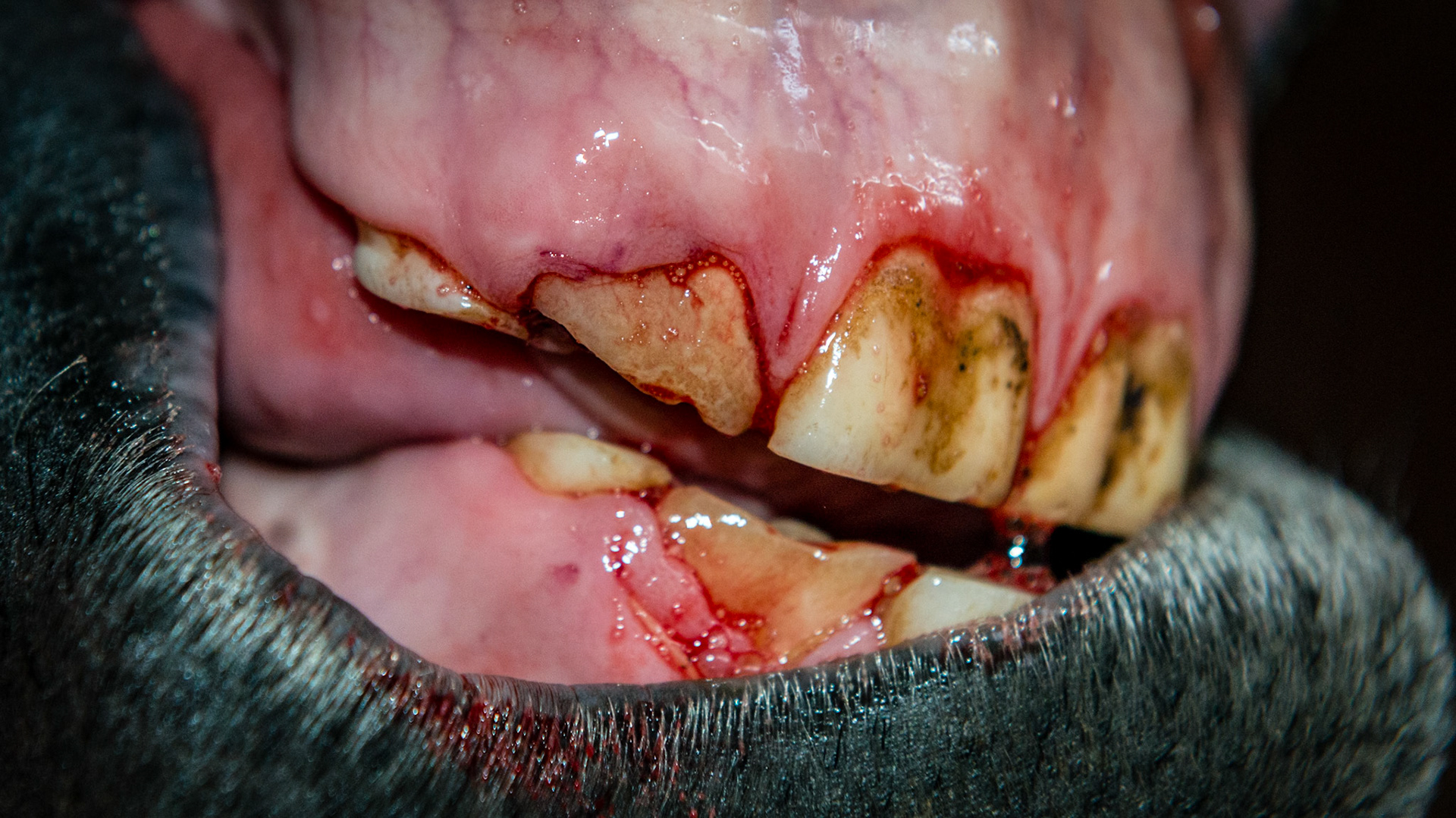 Incisor cap extractions horse 2 - The cap has been removed.  Unfortunately it fell and disappeared into the straw.