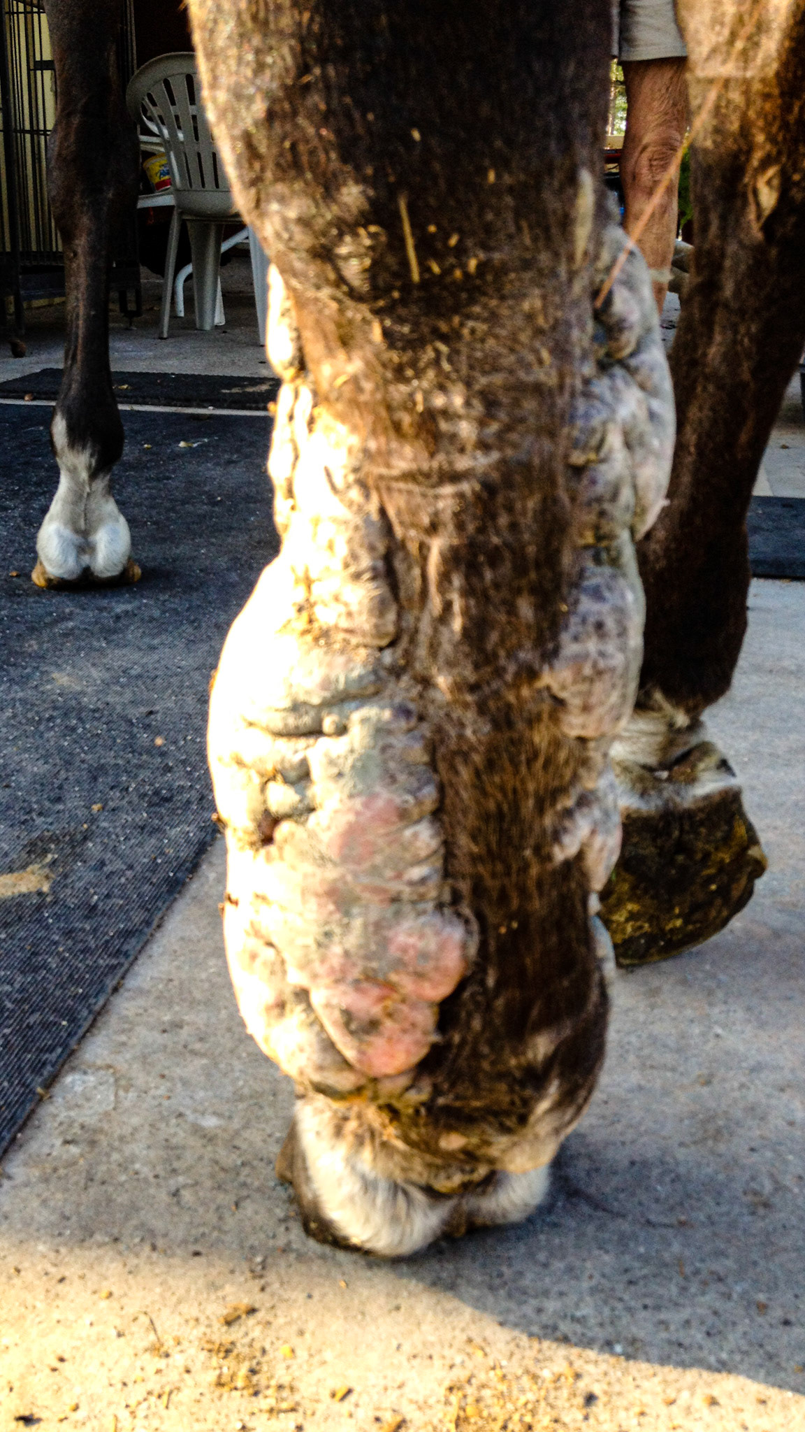 This severe leg neoplasia was self treated and also advised upon by several vets.  When I saw it I referred this to a pathologist vet who performed a biopsy confirming a locally invasive growth or neoplasia.  With no known treatment the owner elected to euthanize. I do not have the exact name of this neoplasia but it was not common.