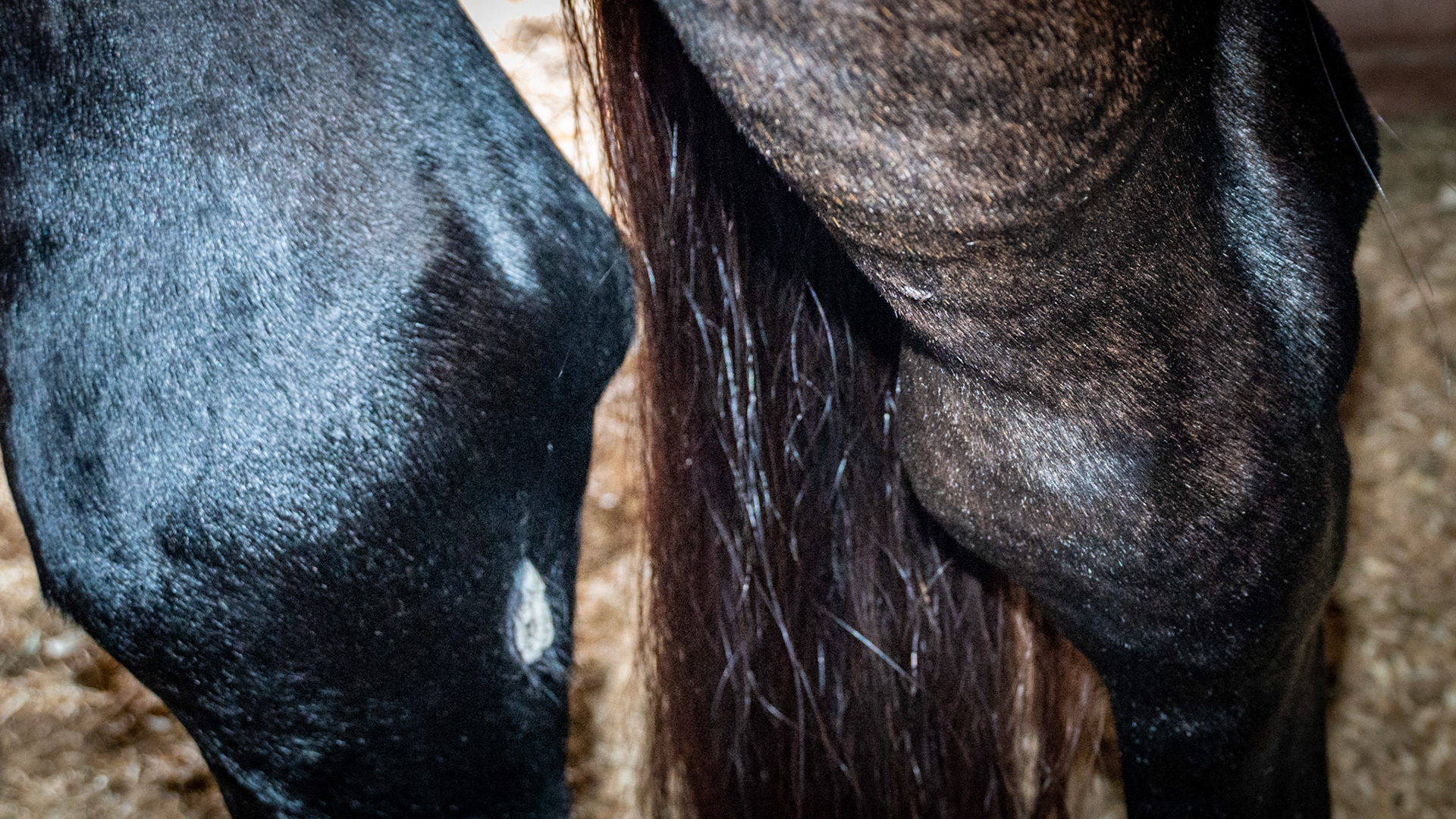 Bog in left hock. The right hock is post surgical swelling after an infection from trauma or possibly a dirty bog injection by the veterinarian.  This horse became worse over a year in the injected hock and was euthanized.
