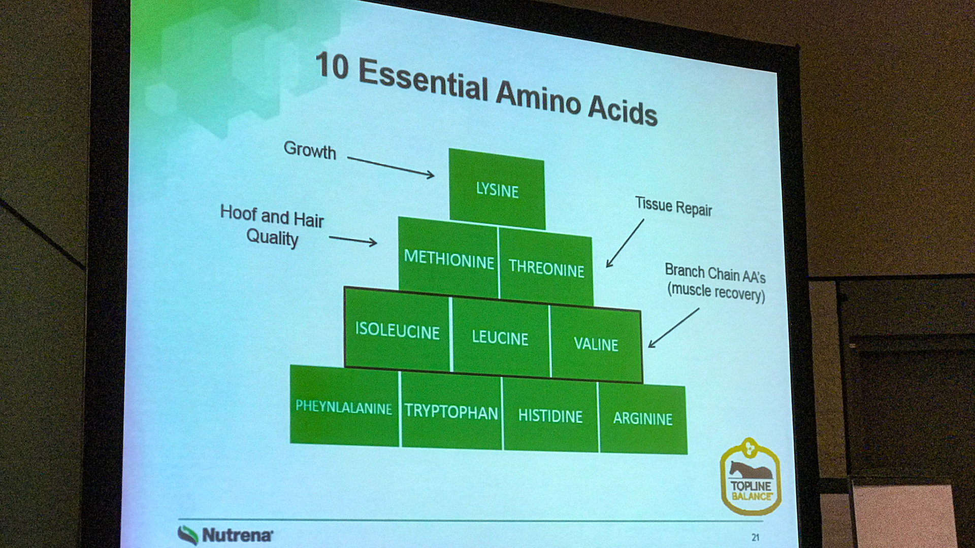 From a lecture on protein given by Nutrena at the AAEP conference: This describes the 10 essential amino acids and what they are primarily responsible for in the horse.