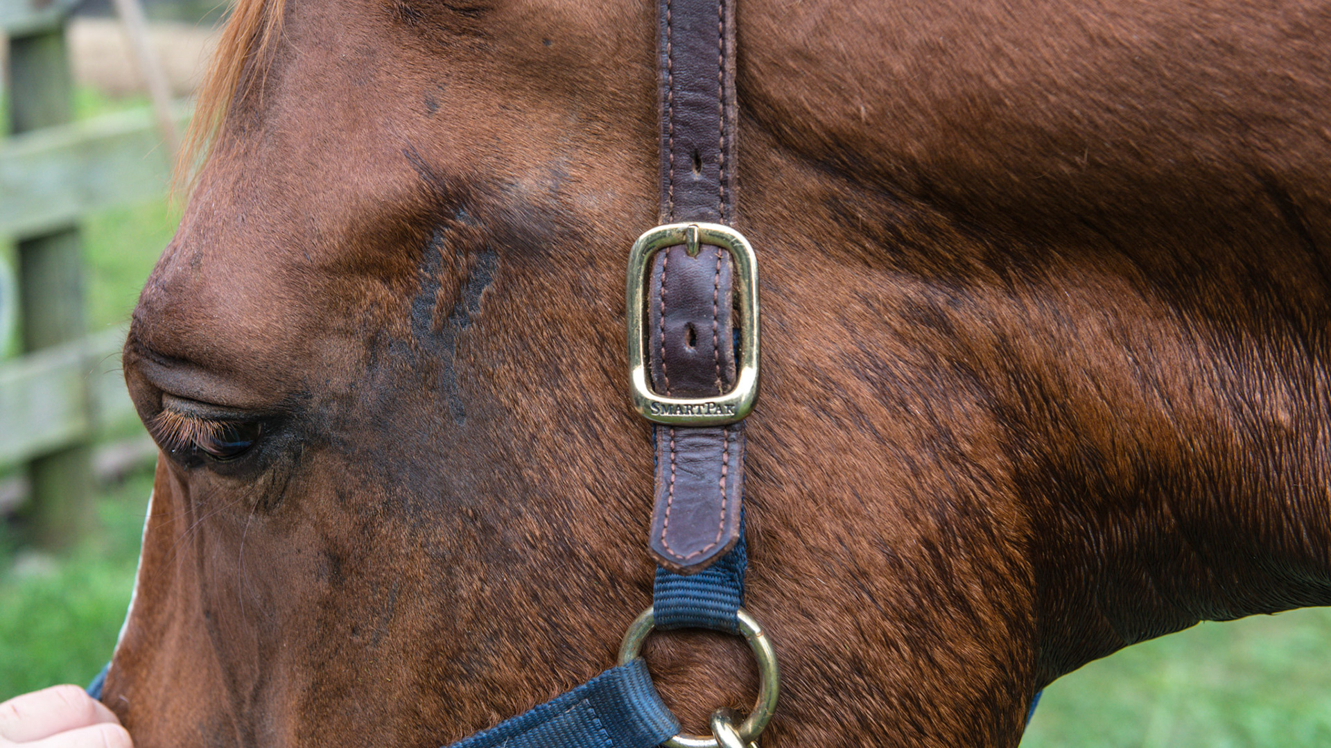 Horse A - Skin lesion where arterial catheter was placed near eye.