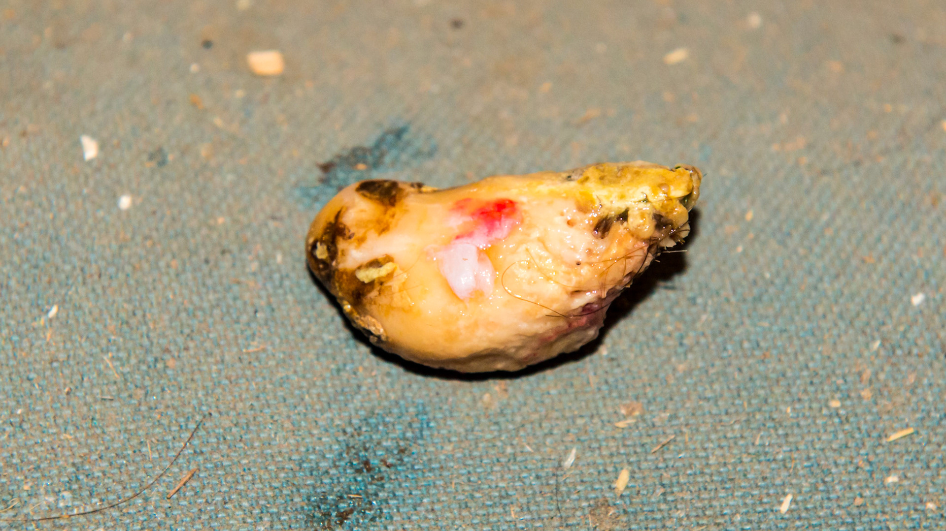 #405 EOTRH affecting only the canine in this 24 yr old warmblood mare. The medial surface of 405.