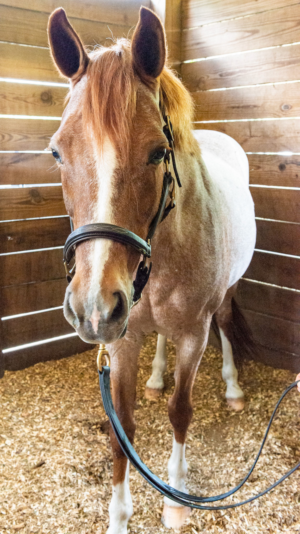 Red roan in a 19 year old horse.  Note the solid head color and the gray hairs over the rest of the body that in a 19 year old gray horse, would be a solid gray by now.