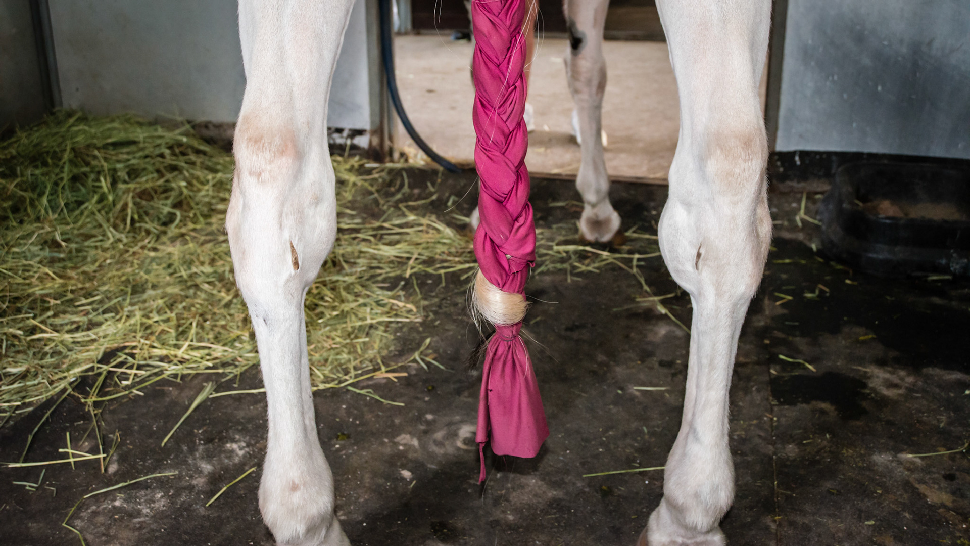 Bog spavin and varus deviated (bowed in) hind limbs