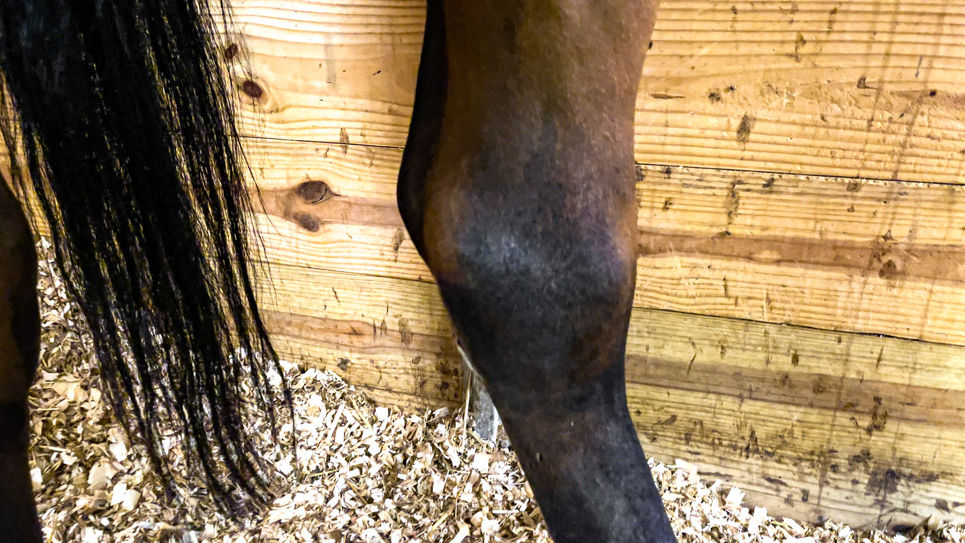 Swollen hock, probably a bog spavin without lameness.