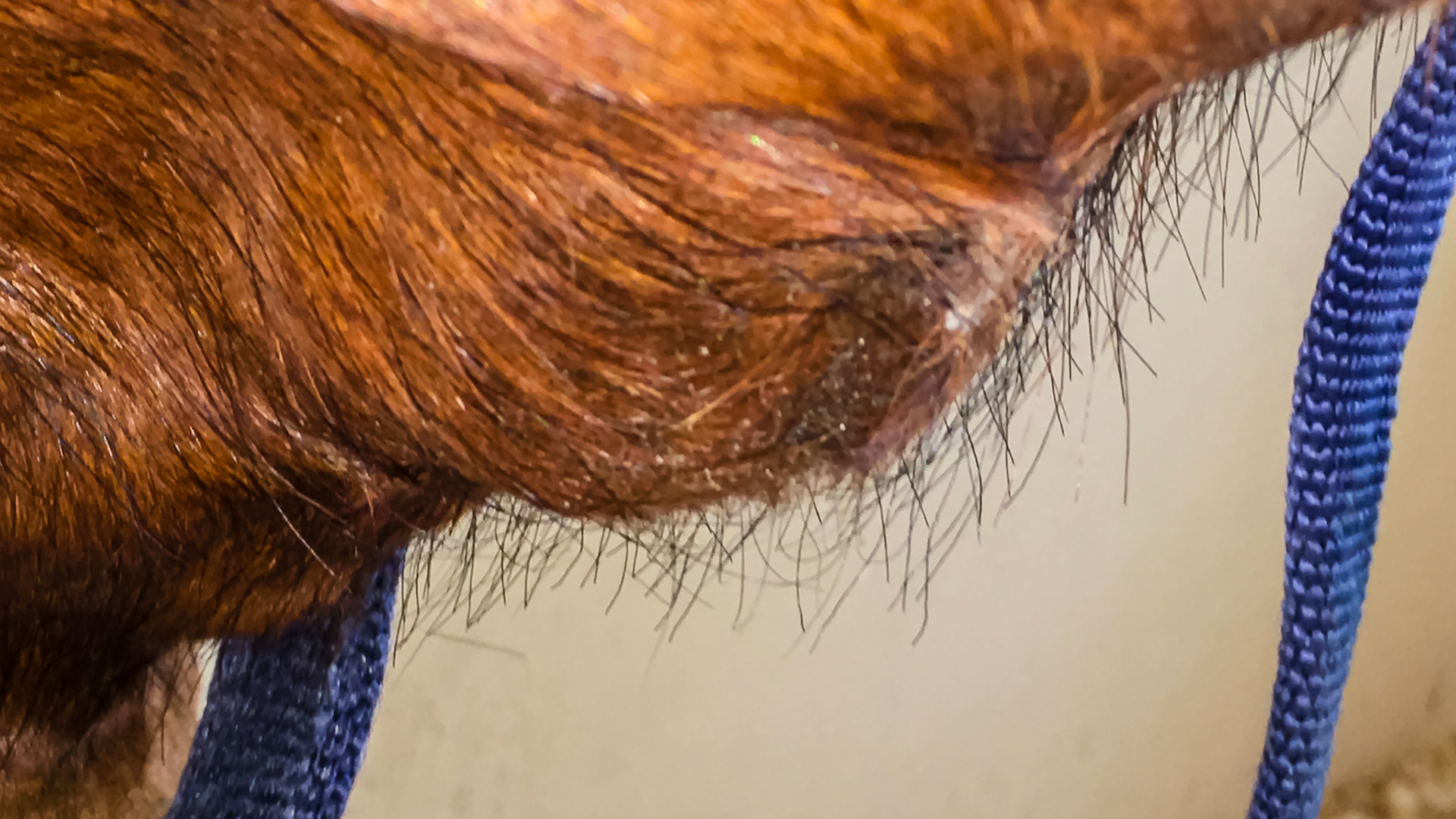 This lump on the ventral mandibula is hard and nonpainful.  The associated tooth (308) was extracted 2 weeks earlier because of chronic draining.  X-rays and a CT scan reveled infection in the roots of 308 and 310.  Long term antibiotics would not resolve this.  Post extraction, the drainage has stopped but the enlargement of the mandibular bone has significantly increased within the mouth while the exterior mass has organized into a taller but less round mass.  Rechecking in another 4 weeks.