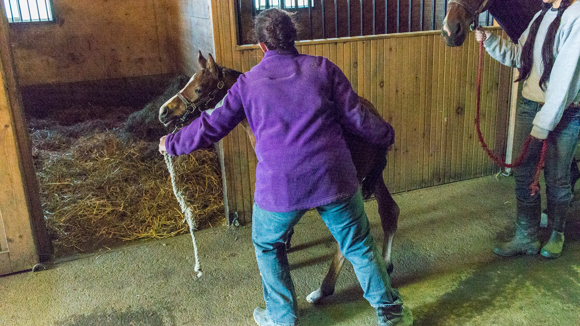 The left hand guides and the right hand encourages.  The foal goes in first.  Notice how the woman uses her body to help guide the foal.