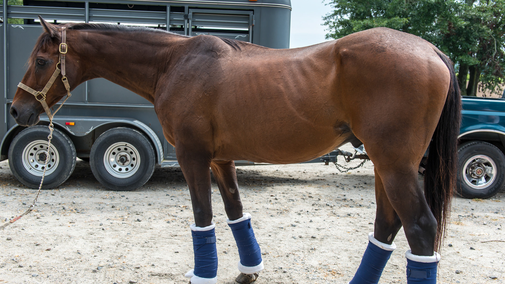 EOTRH horse 1 - Tattoo = T = 1990 = 23yr This horse had all his lower incisors and the start of EOTRH in 2010 (see the 1st pictures I have of him Horse 1). He has no trouble chewing and is fed 8 quarts of grain a day plus hay and pasture. His weight loss since 2010 may be age or being moved to a new home 1000 miles away.