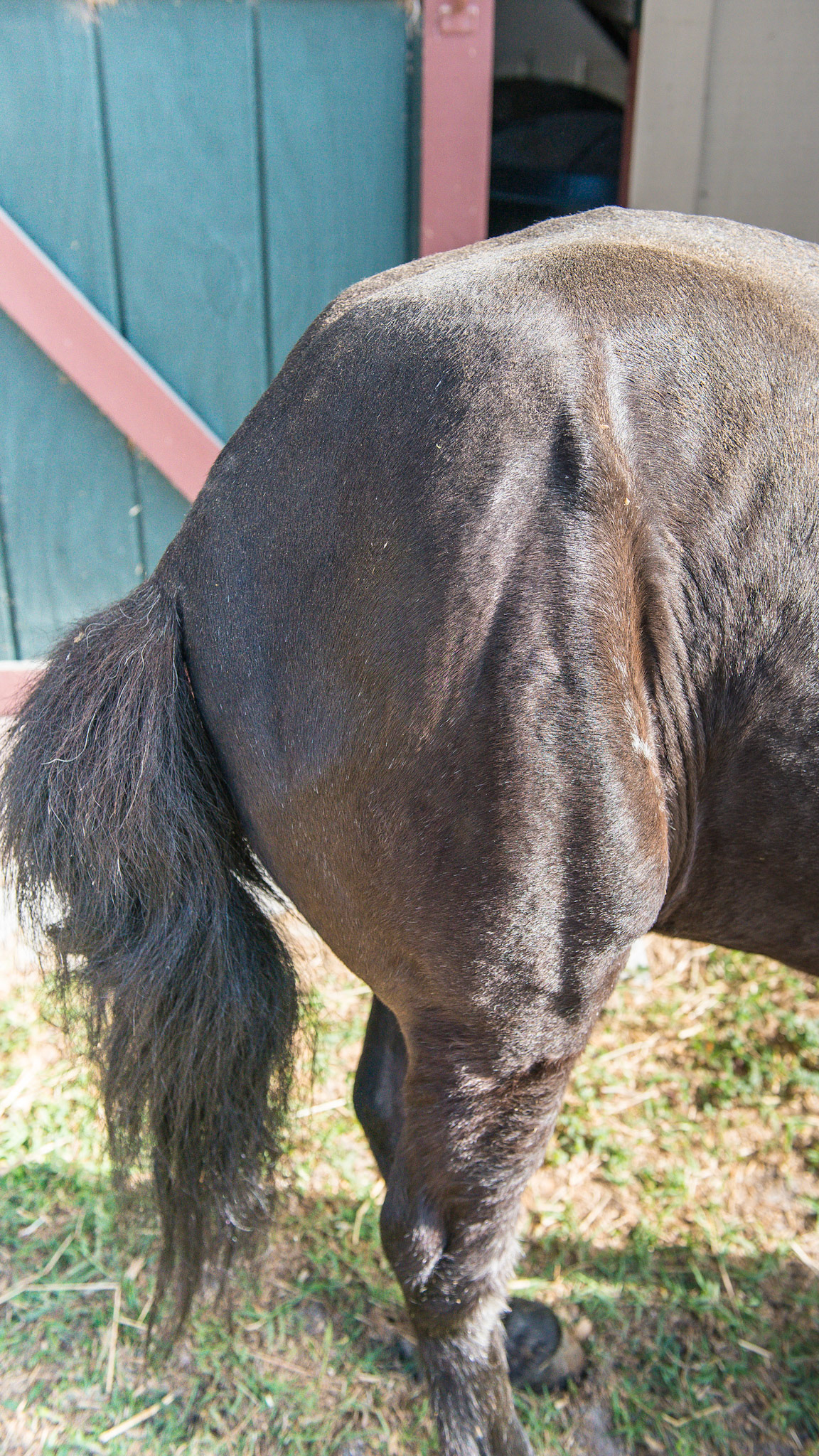 20 year old Shetland pony that 1st foundered 11 years ago. The deformity of the RF is from a deep digital tendon tenotomy (the surgical cutting of the deep digital tendon to relieve the pull on the laminitis coffin bone) that did not help her. Notice the shift of weight to the hind limbs. See the video for her movement. The question of Quality Of Life will occur when viewing these images, but the pony showed no desire to lay down and die.  She had not required any pain relieving drugs for over 10 days at this point. She had free movement about the farm with limited grazing to the weeds around the barn.
