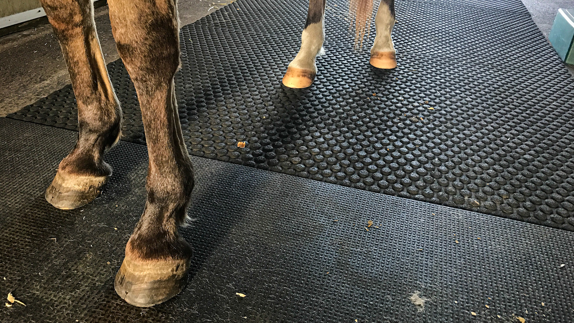 Hoof growth and change 4 months after starting protein supplementation.