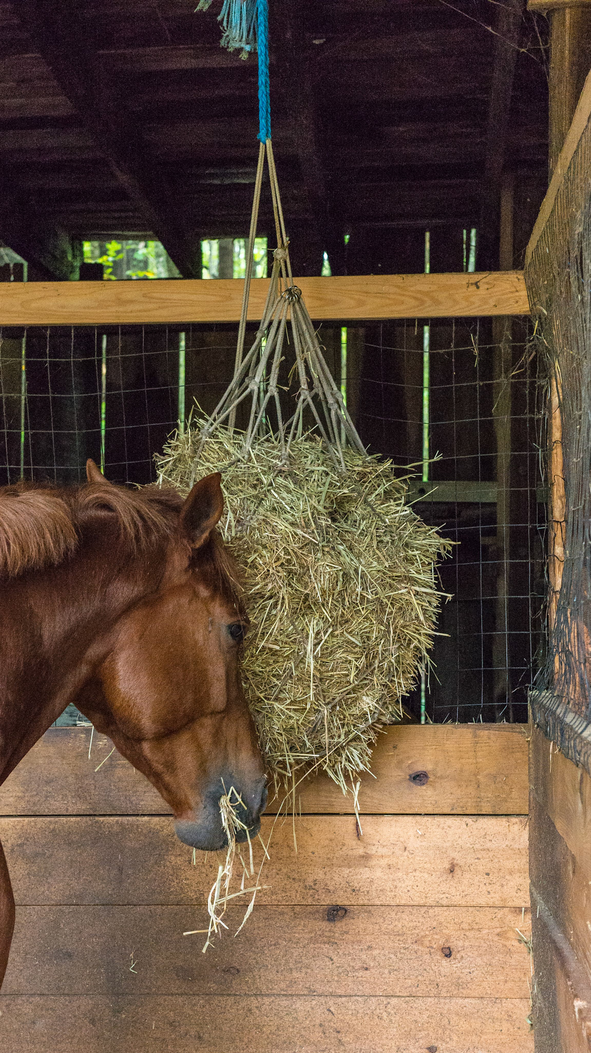 The hay bag is full and suspended from the ceiling.  The eyes are above the level of the hay avoiding dust.  The horse chews at a normal head level.