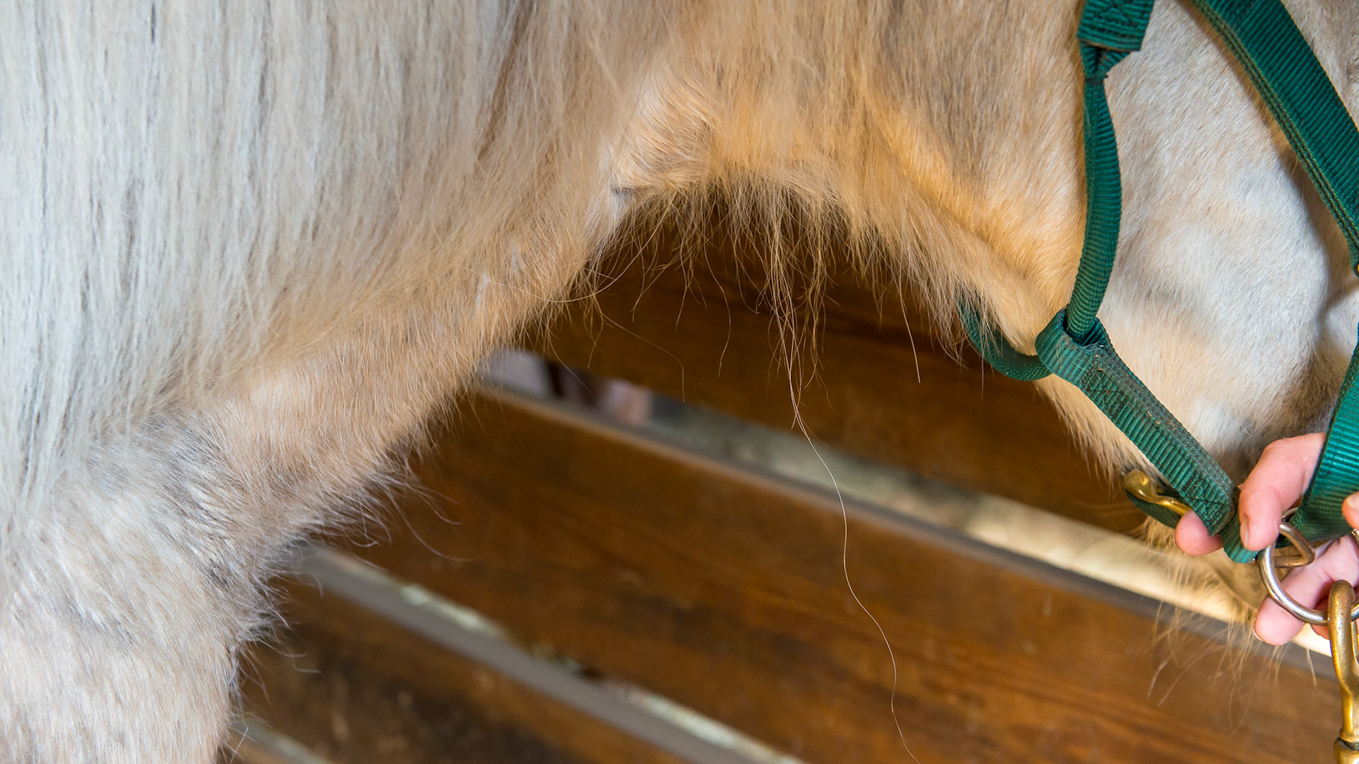 "Worm Hairs" are the long hairs along the base of the neck that can't be pulled out.  In most horses, pulling them actually is painful. Deworming once a week for 3 weeks usually causes these long hairs to disappear.