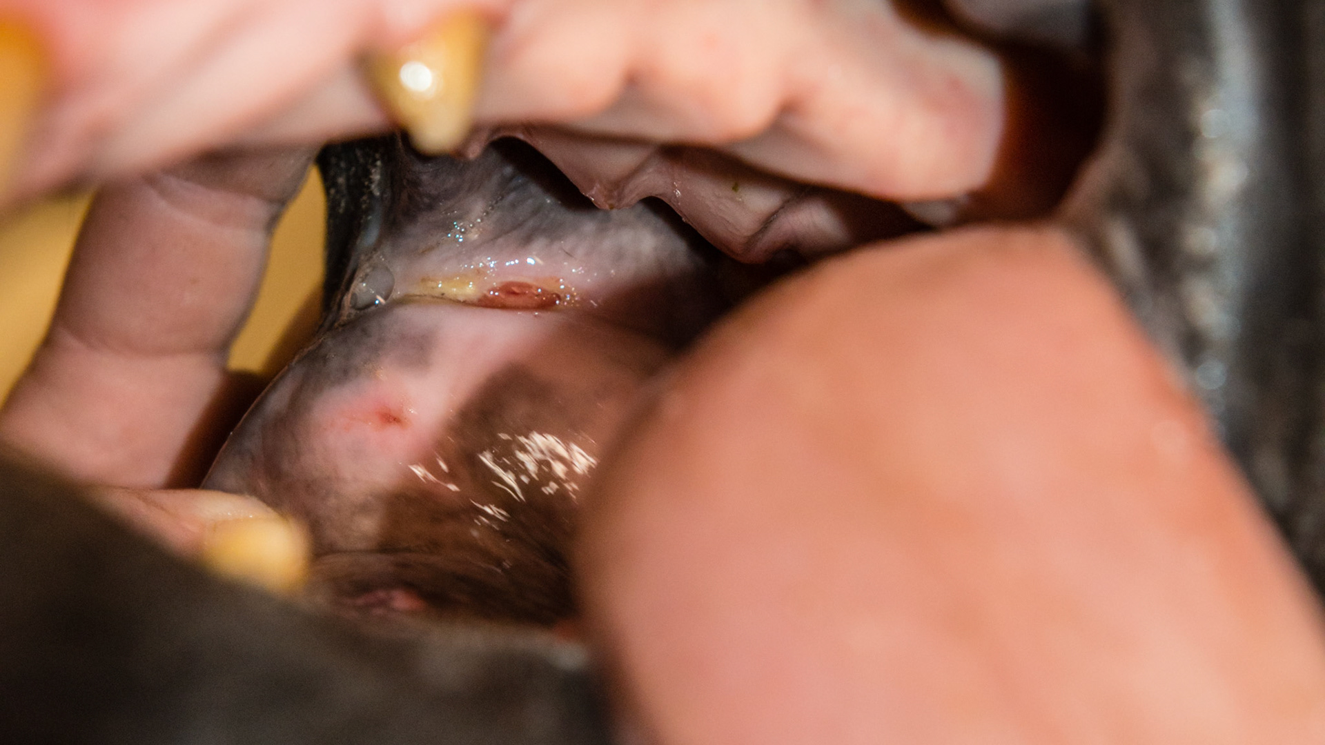 Curren and an old cut just inside the corner of the lips.