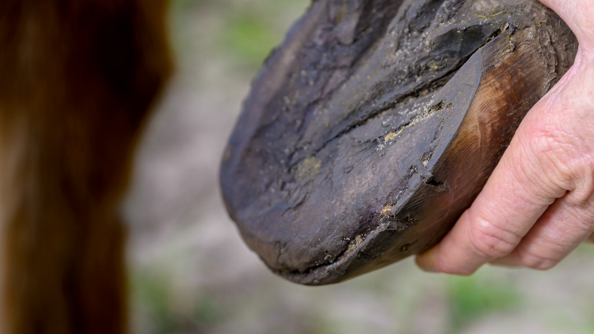 This is a chronic case of laminitis where the sole pad has thickened and hardened to protect the underlying coffin bone.  The hoof wall has thinned and eroded and no longer offers support.
