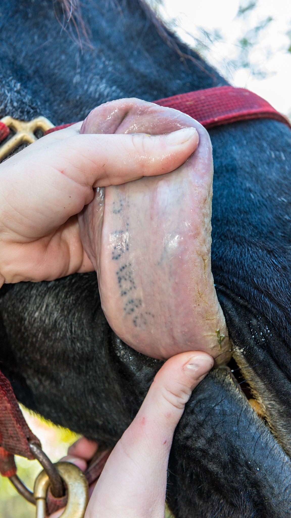 A tongue tattoo in a Friesian born in Europe