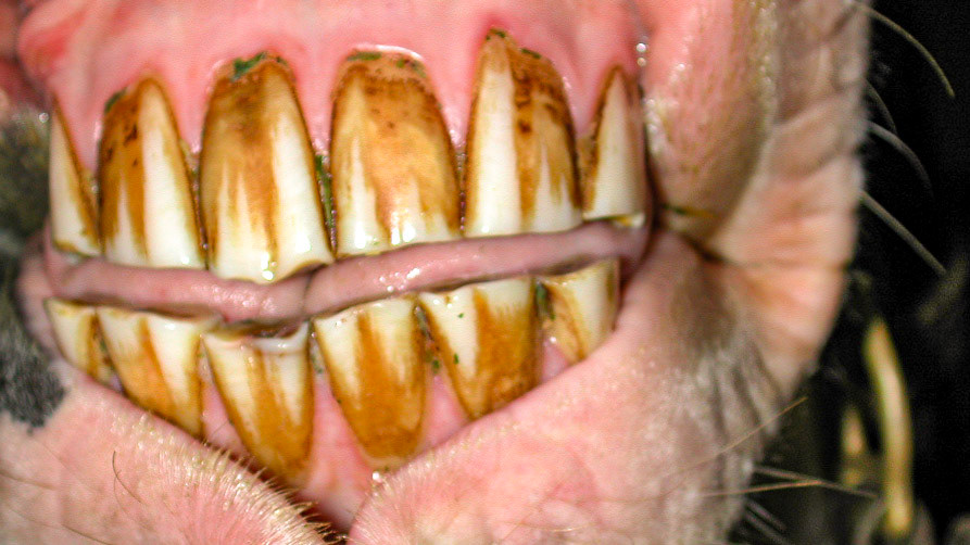 An 18 year old horse who  died at 24 years without any problems from these angled incisor teeth. His tounge would exit the mouth on one side and then the other creating this V shape.