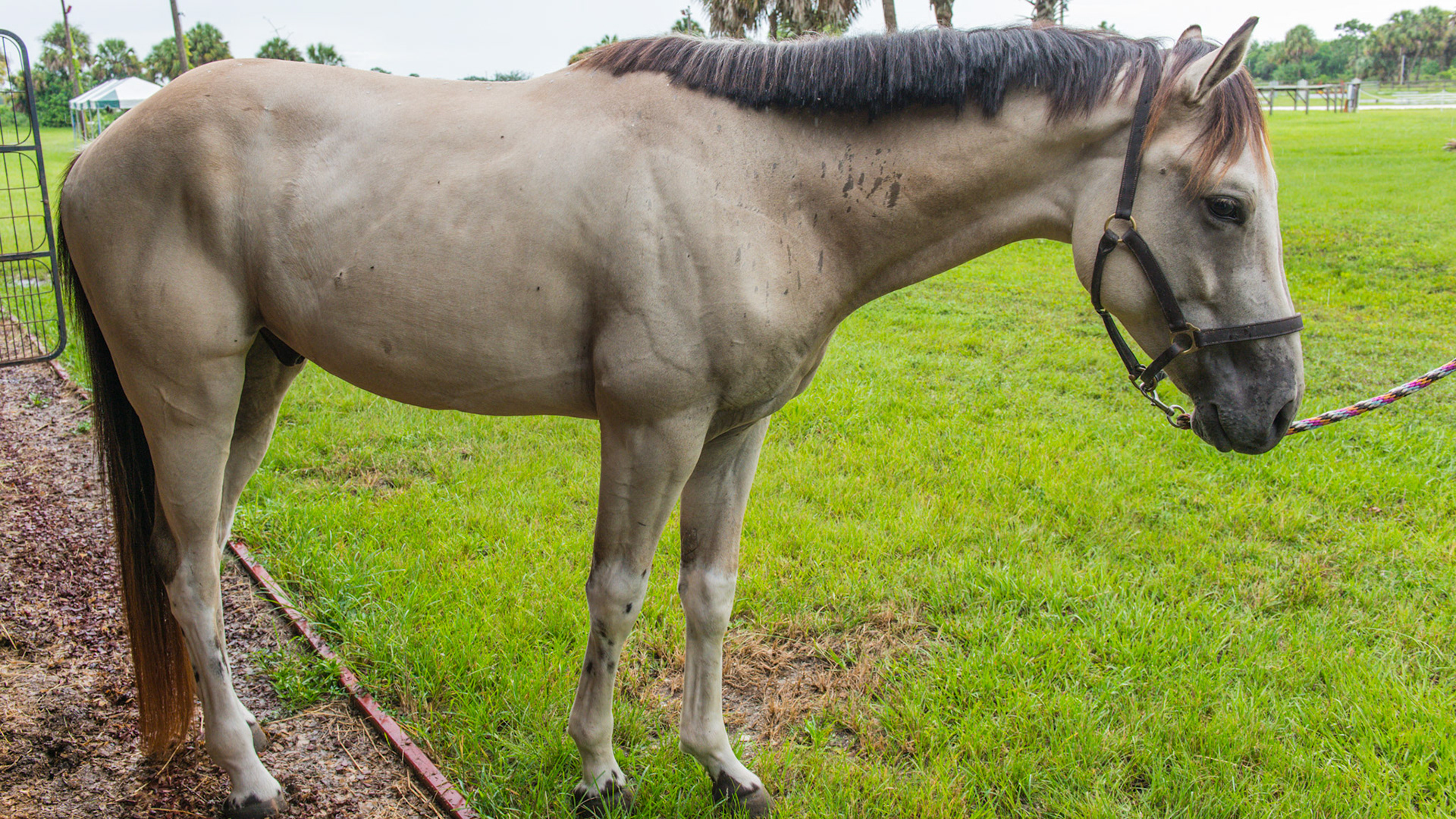 "Butternut" buckskin.  Note that the base color of this horse is a bay but the legs have white stockings covering the darker leg color.  You can see the dark color at the knees and hocks.