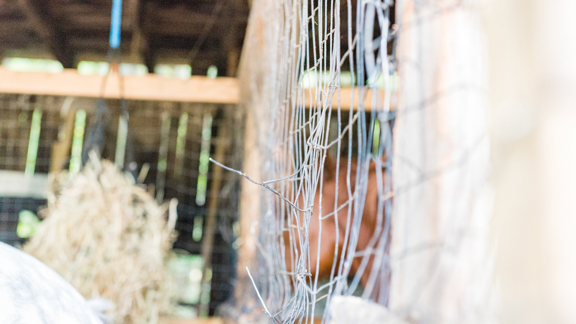 Thin wire is no match for horses that attack or play.  These two broken wires are exposed creating a danger for gums, tongue, eyes, and more.