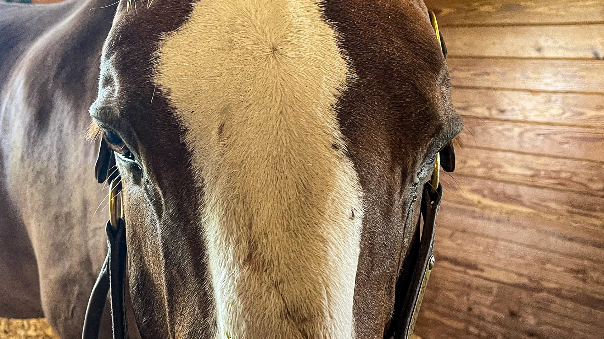 A blocked nasolacrimal duct of the left eye with mild purulent material. Note that the eye does not look painful and only affects this horse’s left eye.