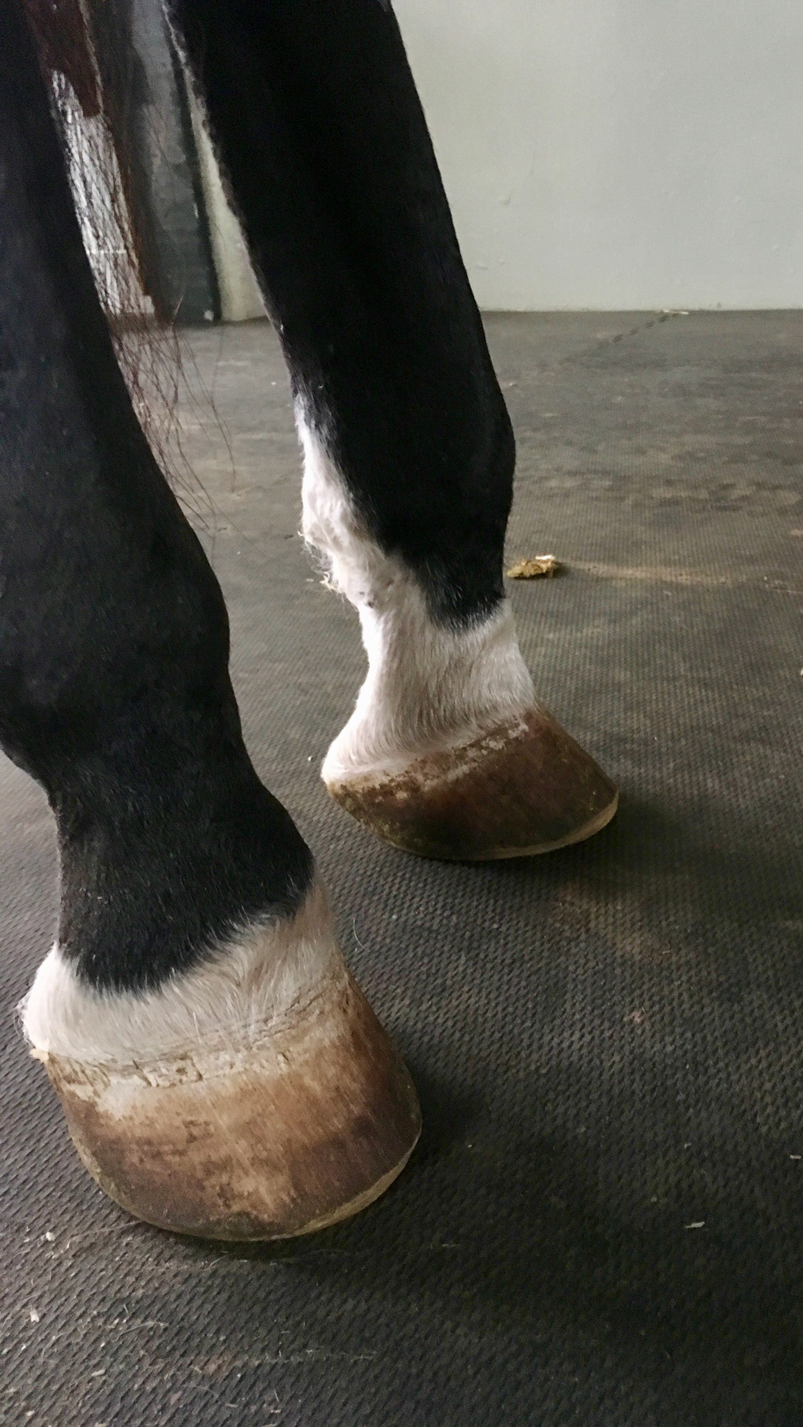 Severely contracted superficial digital flexor tendon (SDFT) in the hind limbs of this adult horse. This contraction causes the fetlock top pop forward. If it were the deep digital flexor tendon then the fetlock would be in a more normal position and the front of the hoof wall would be more vertical (club foot).