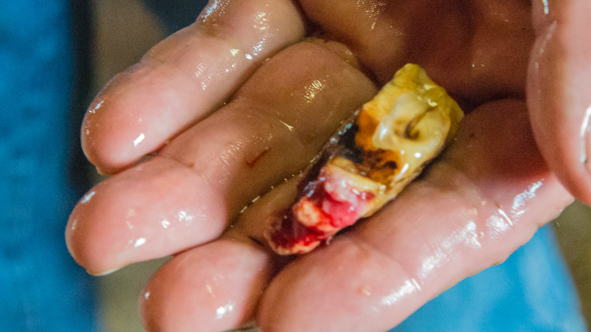 Teeth extracted from a 30 year old pony without drugs using cap pullers.  See the movie.