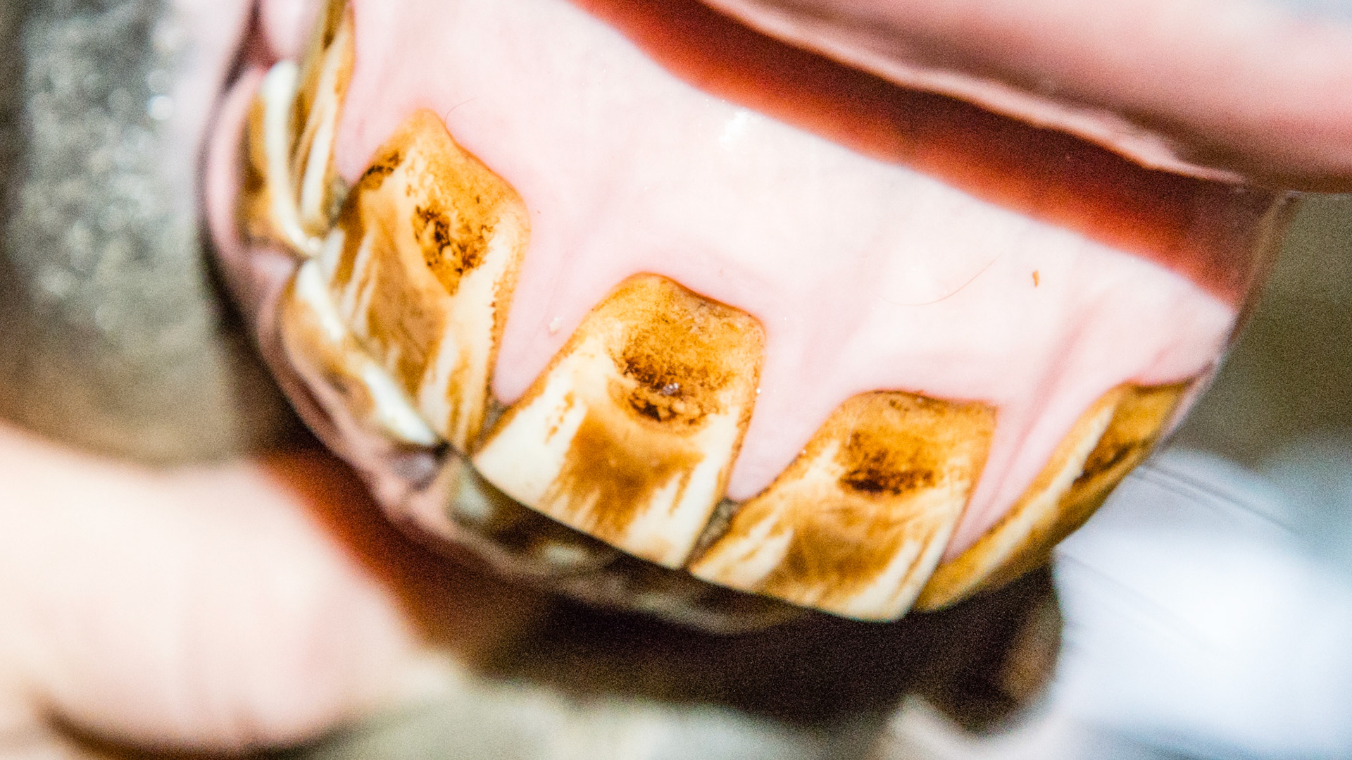 Incisor damage. This 7 yr old was just castrated and has an unknown past (rescued).  This could possibly be from a lip chain but the gums were smooth.