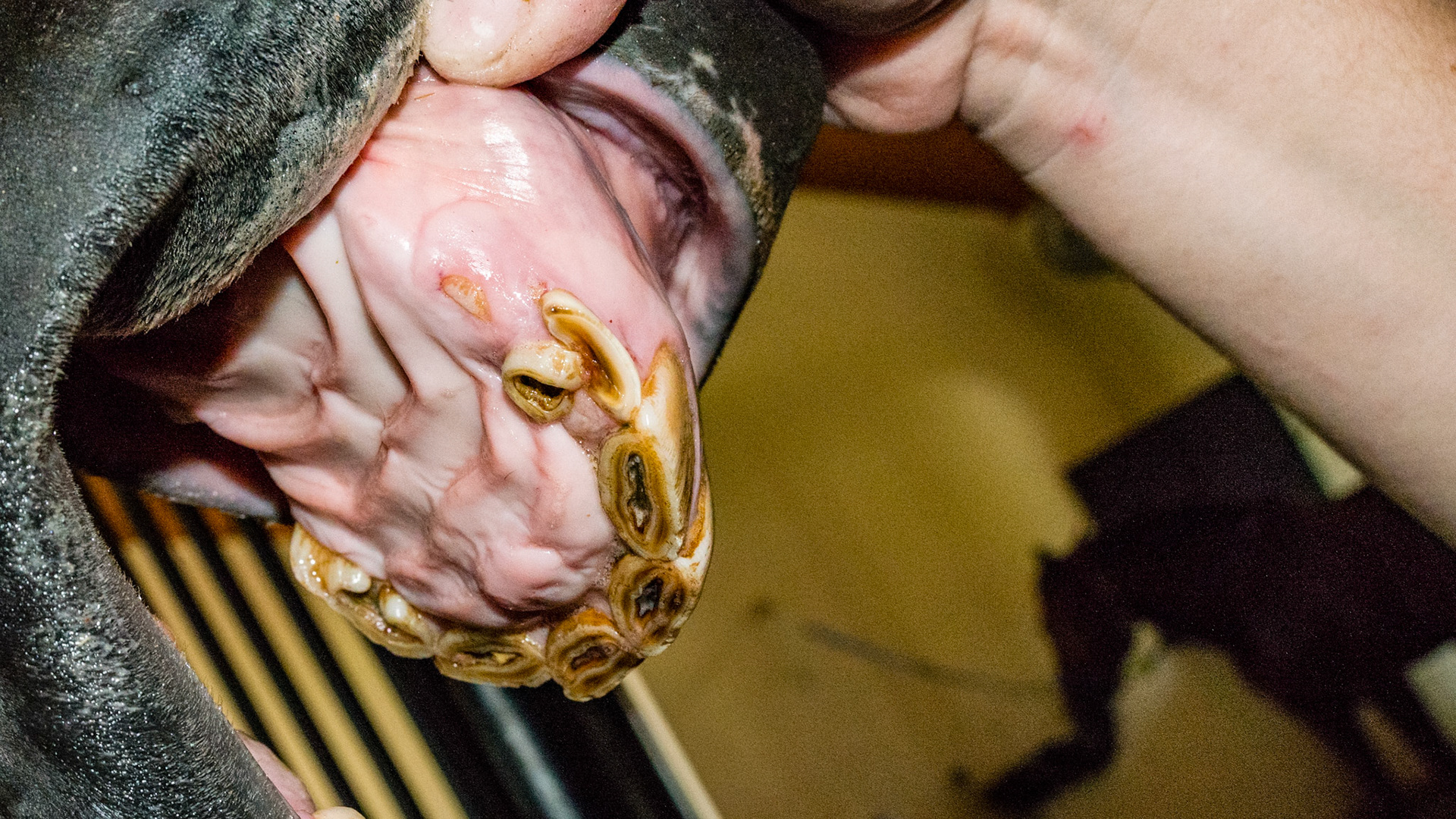 5 yr old with retained 83 plus an extra piece of tooth caudal to 103. Note the incomplete mesial edge of 203. Also an eruption lump above 103 the size of a thumb.