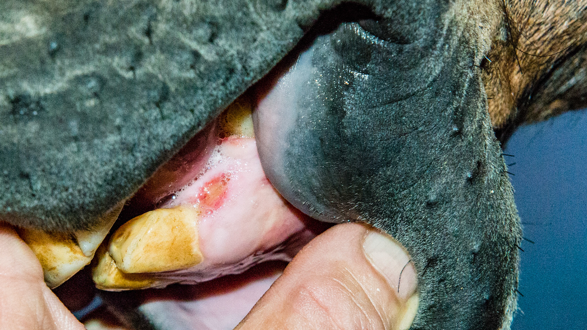 Trauma from an unknown cause that was non-painful and healing well. Note the smooth and clean edges. The saliva bathes the area bringing germ fighting antibodies.
