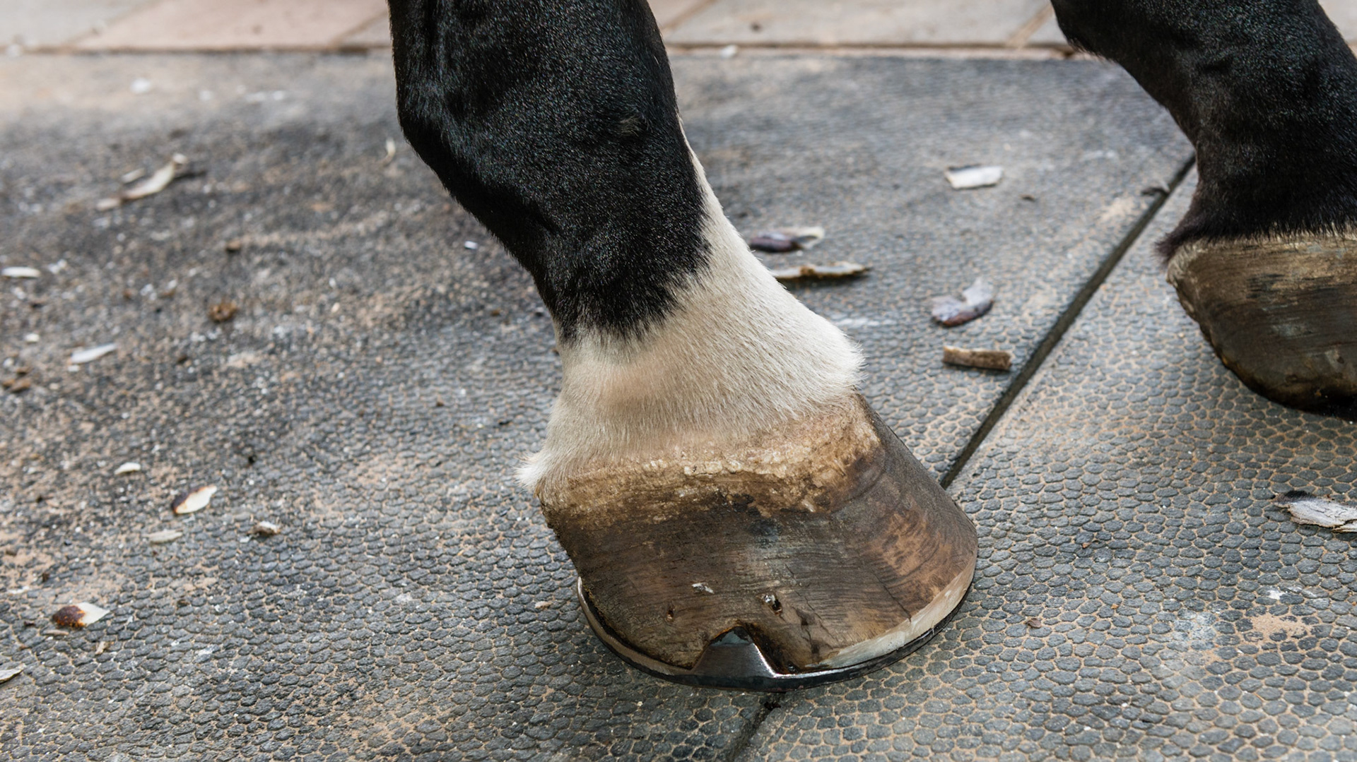 Horse A - Coronitis in the ssame horse seen 15 months earlier. Farrier keeps area cleaned, Frequently shaved and washed daily with mild soap. I saw this horse bite the open area between the bulbs of the heels. This is the best it has look in many years.