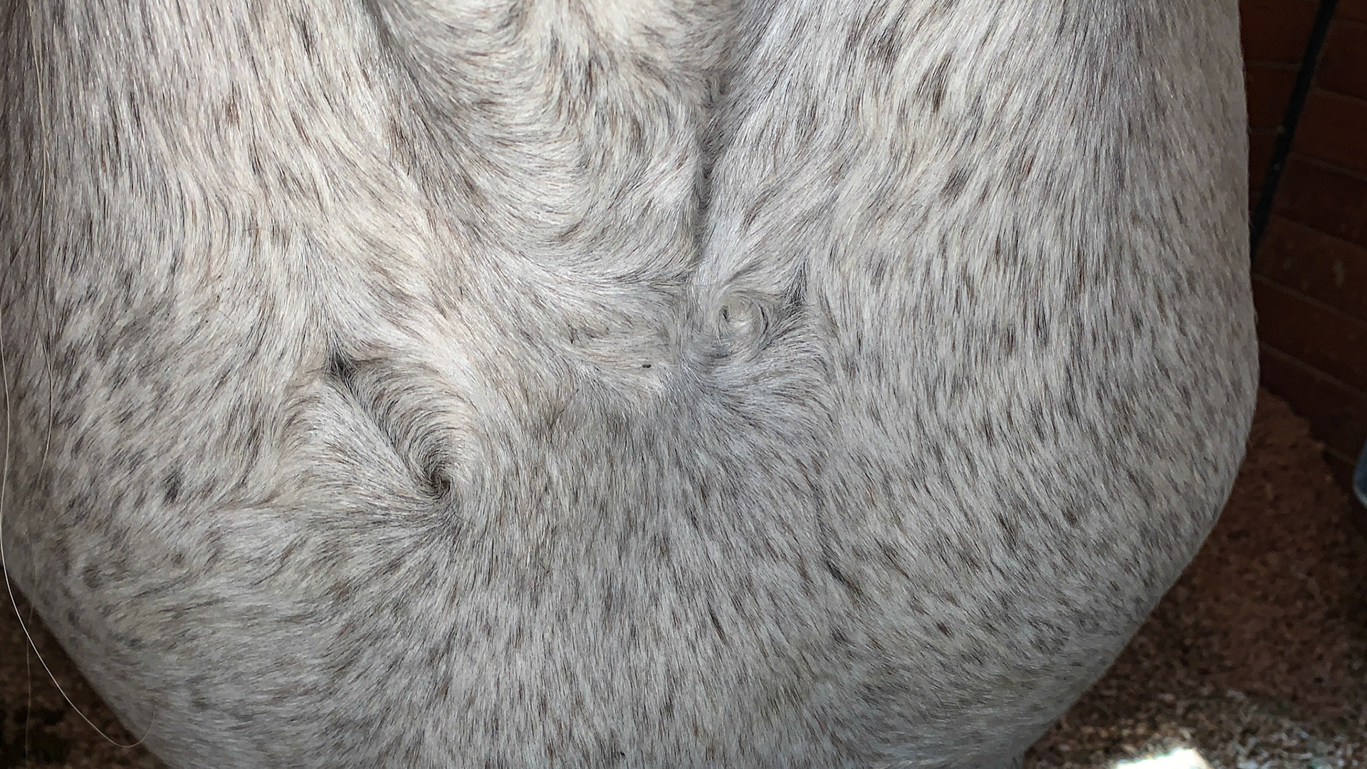 Whorls on the chest of this horse.