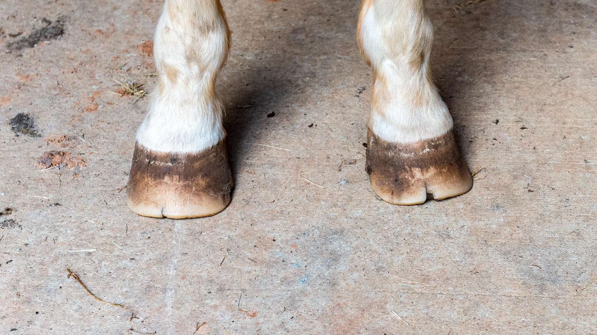 Horse B - 6 months after changing farrier.  The toes have been shortened and rolled to help this horse break over more squarely.