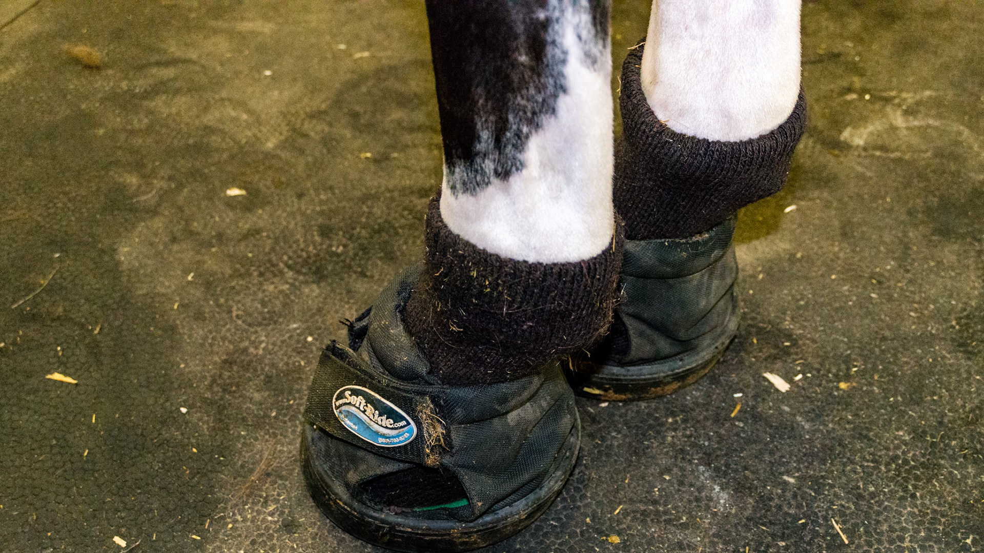 The sock is to cover the scratches he has. The cushioned boot is for something else.