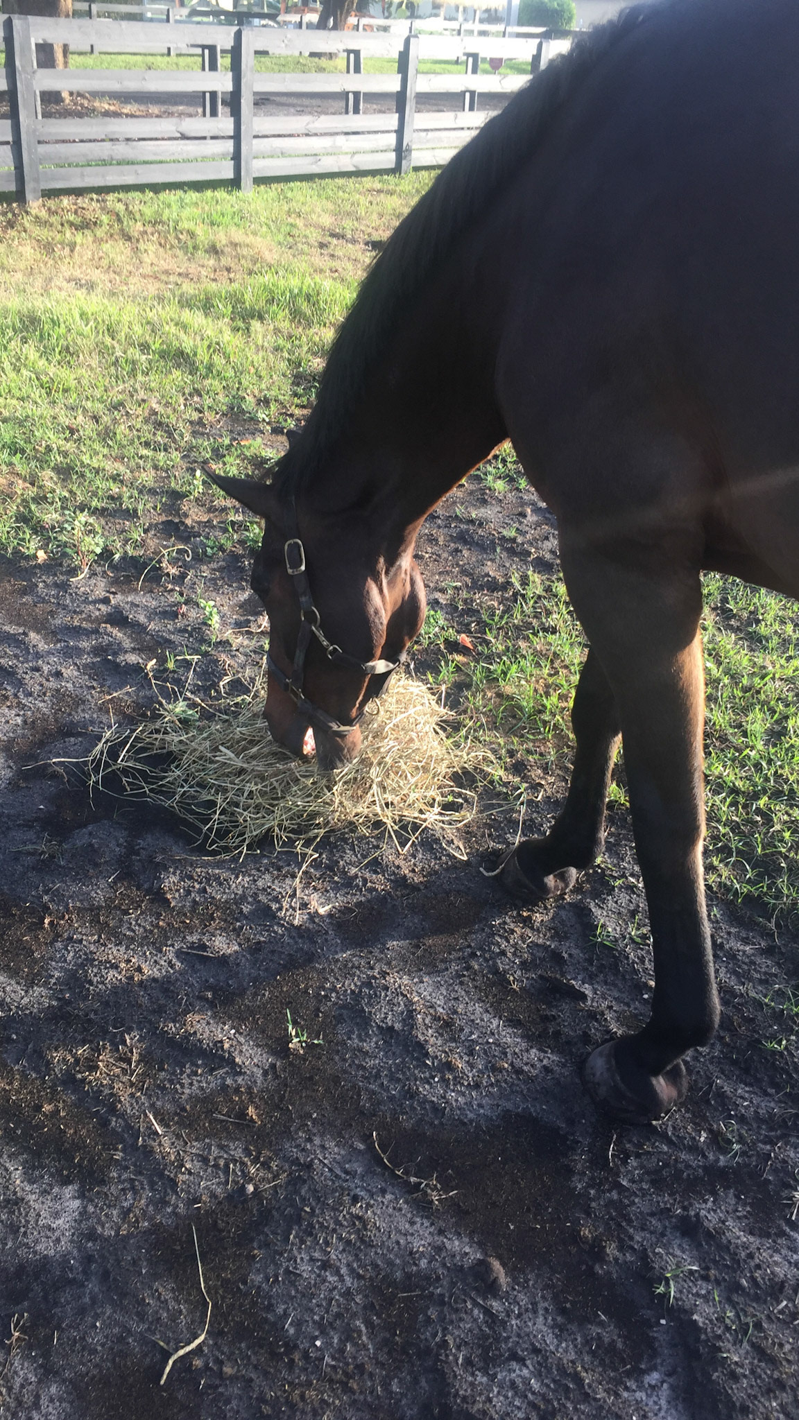 Feeding hay on the ground outside will waste hay because 1) when pasture is preferred they will not eat it and 2) it gets trampled on and mixed into the ground.  Better to feed in a container.  See feeding systems for a better approach to feeding hay.