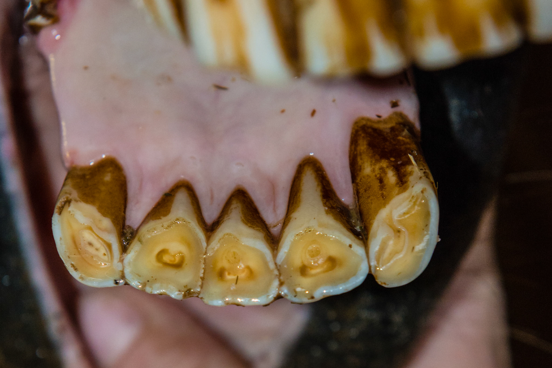 19yr 3mo - 303 missing