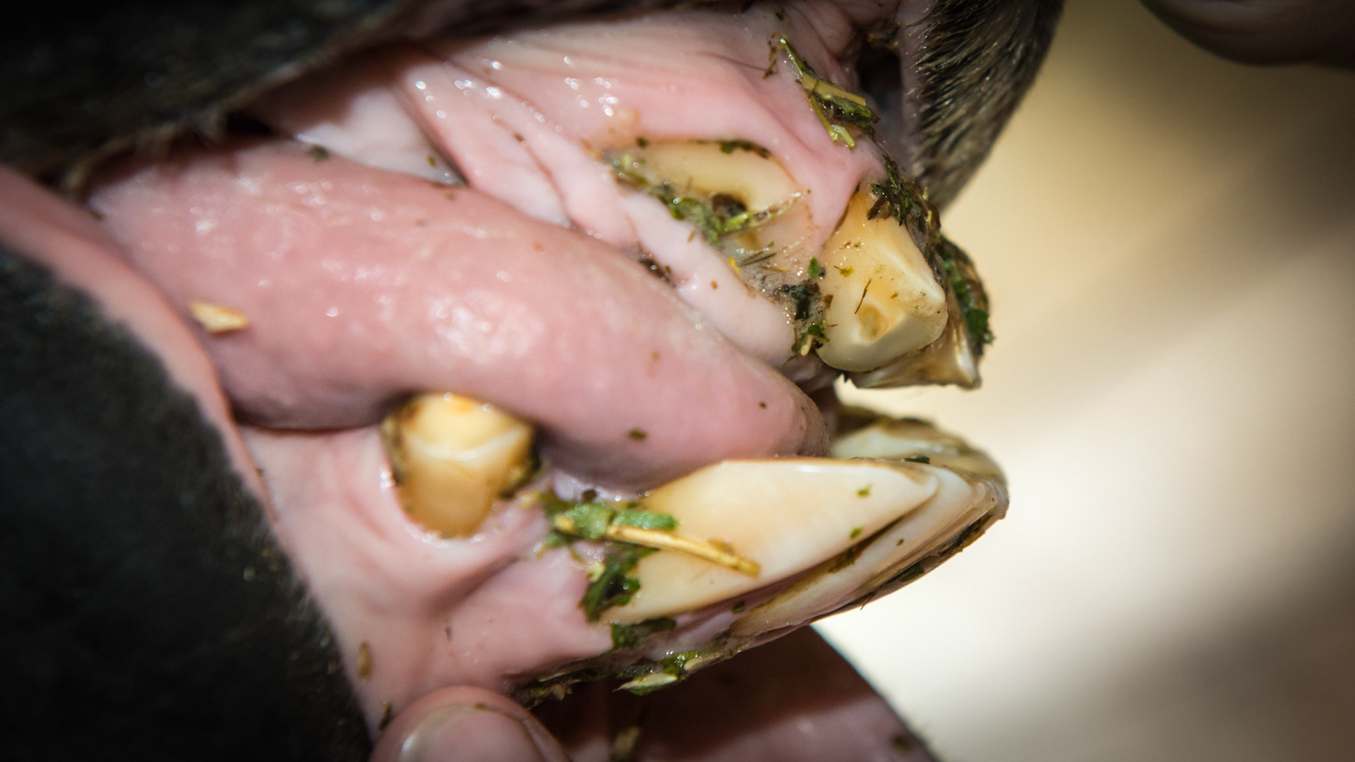 An old horse with unusual wearing of the upper incisors. The horse does not exhibit any oral vices, however, the movement of his tongue was rapid like a snake, curling upwards, and alternated from one side to the other suggesting this was caused by unusual tongue movement. Also notice that there is no mirror image of the lower incisors over erupting into the lost upper corner incisors. This illustrates that the tongue is the primary shaper of the soft enamel of the incisors.