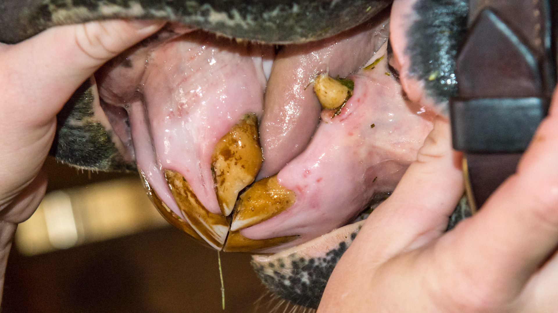 EOTRH horse 13 - 5/1/1995 = 18yr 4mo - early EOTRH with gum recession, bulbous profile and stippled gums.