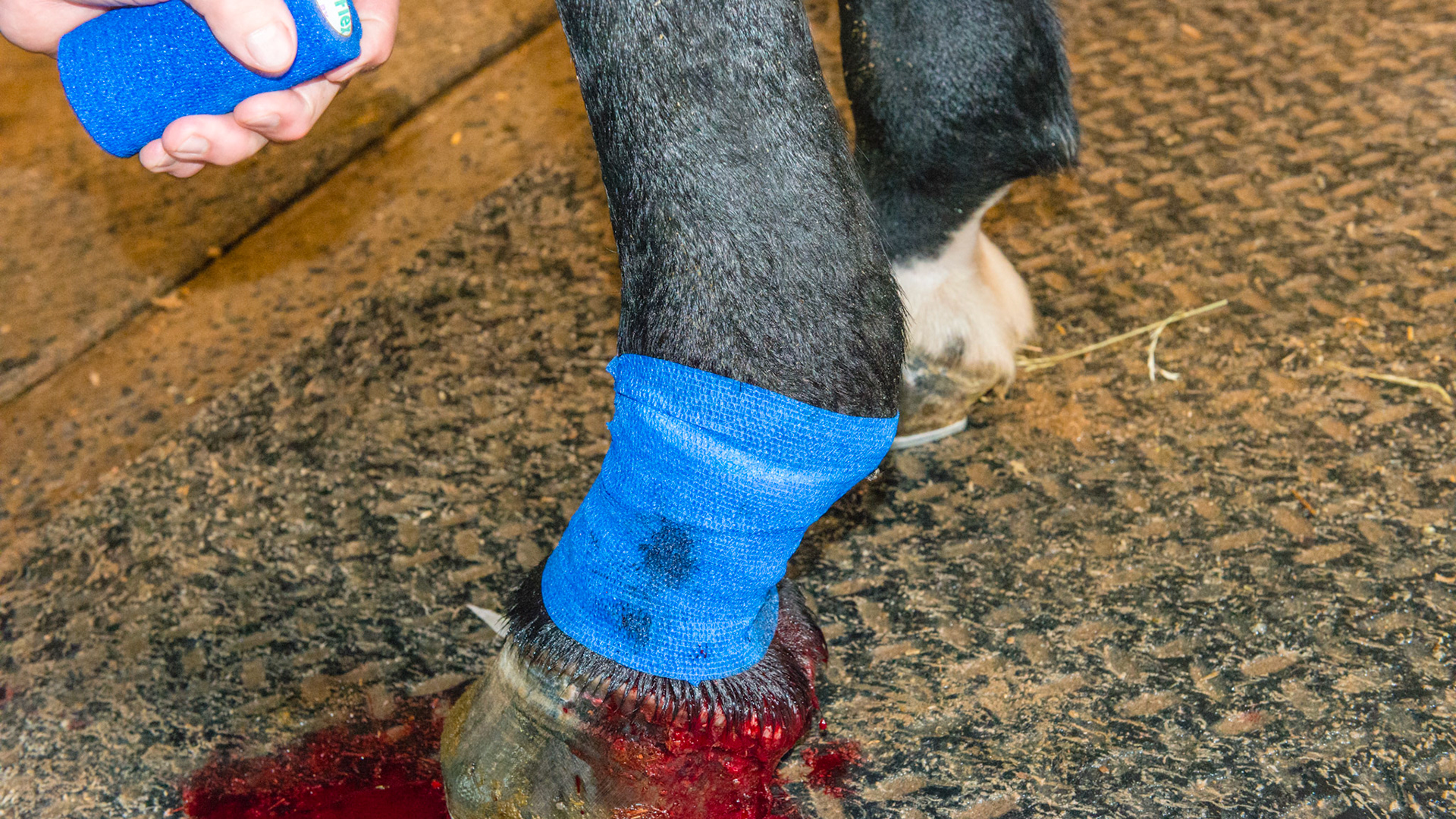 The sequence of wrapping the proud flesh wound: 4 of 4 - The blood will seep through and this is OK. Replace this bandage in a day with later bandage changes occurring every 3 to 4 days. To prevent this bandage from slipping, apply 1 turn of Elasticon® (elastic bandage with adhesive) at the top of this bandage with ½ on the skin and ½ on the bandage.  Do the same on the bottom edge.  This will seal out the dirt so the horse can be turned out without worries of wound infection. At the bandage changes, just use a gentle stream of water to knock off the puss.  DO NOT SCRUB OR USE SOAPS OF ANY KIND. Just a gentle stream of water and let air dry.  This would will take about 30 days to heal.