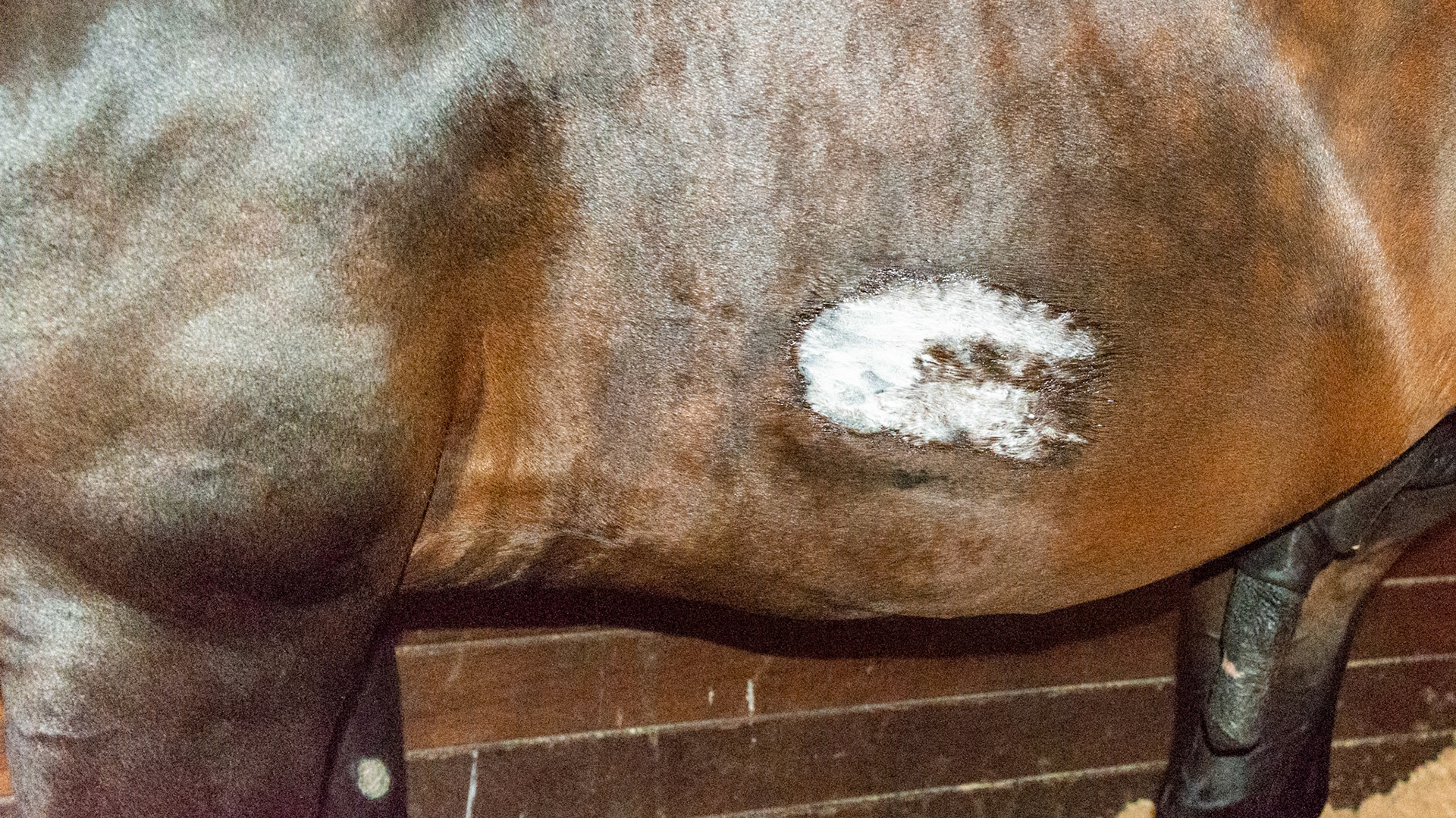 Spur marks dressd in medicine on both sides of this horse being tack walked while recovering from an injury.