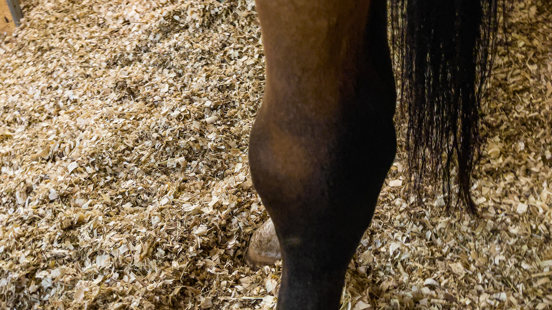 Swollen hock, probably a bog spavin without lameness.