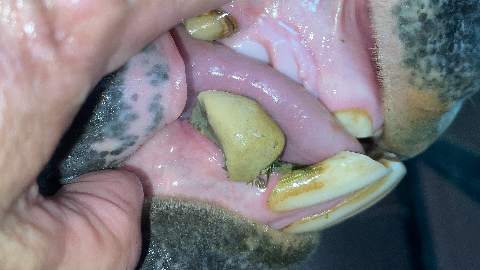 Large amounts of tartar before and after removal.