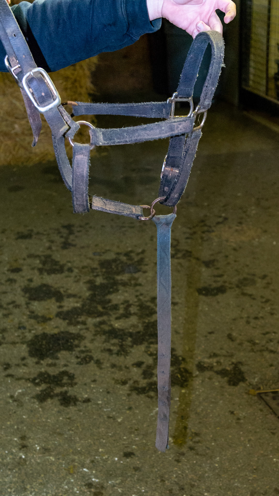 This halter has a permanently attached catch rope.  This is useful for horses hard to catch or shys when hands approach the head.