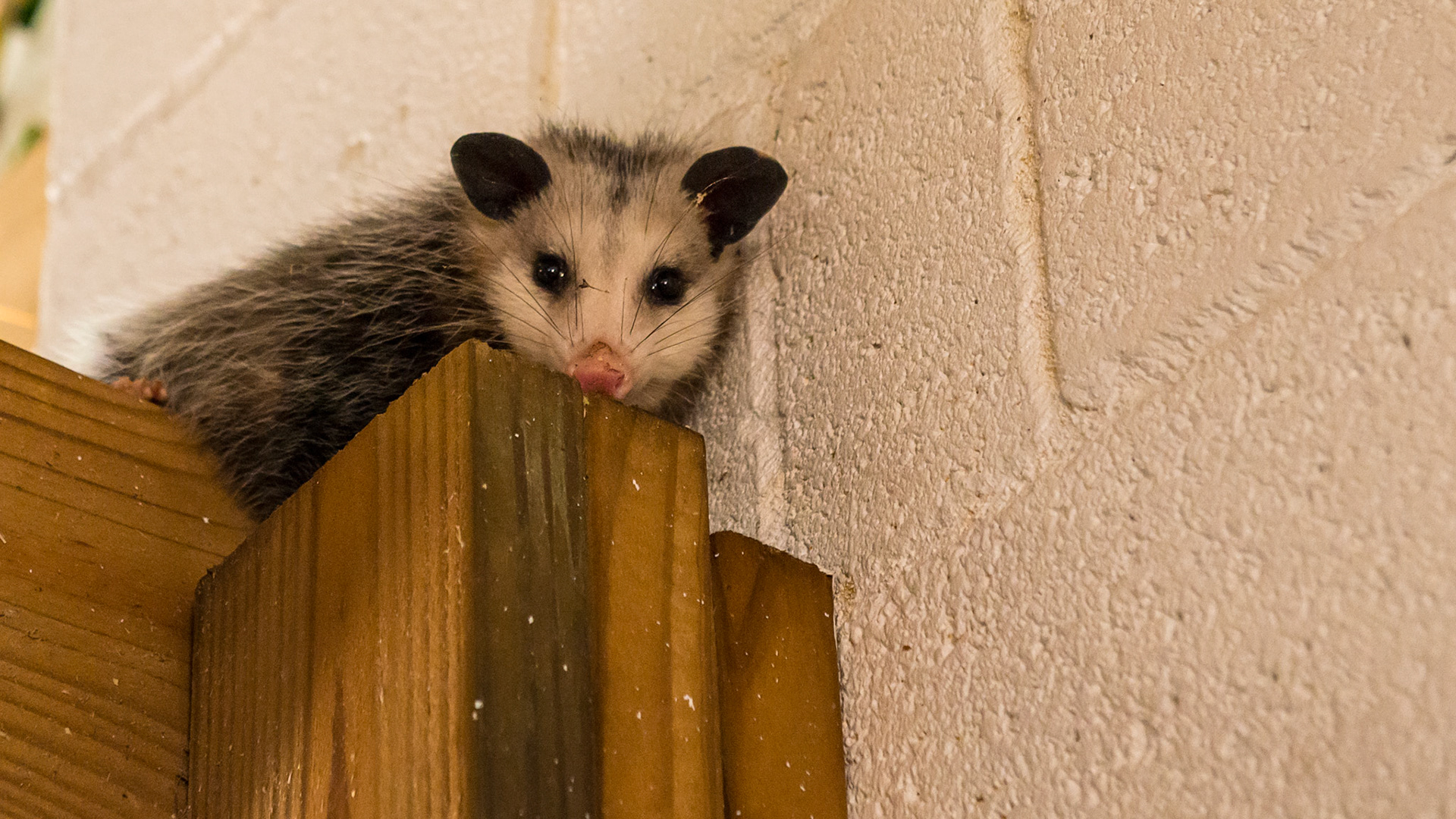 An opossum in a barn is a known source for equine protozoal myelitis (EPM).  The infected feces from this animal contaminate the feed of horses who ingest the organism and subsequently develop the disease.