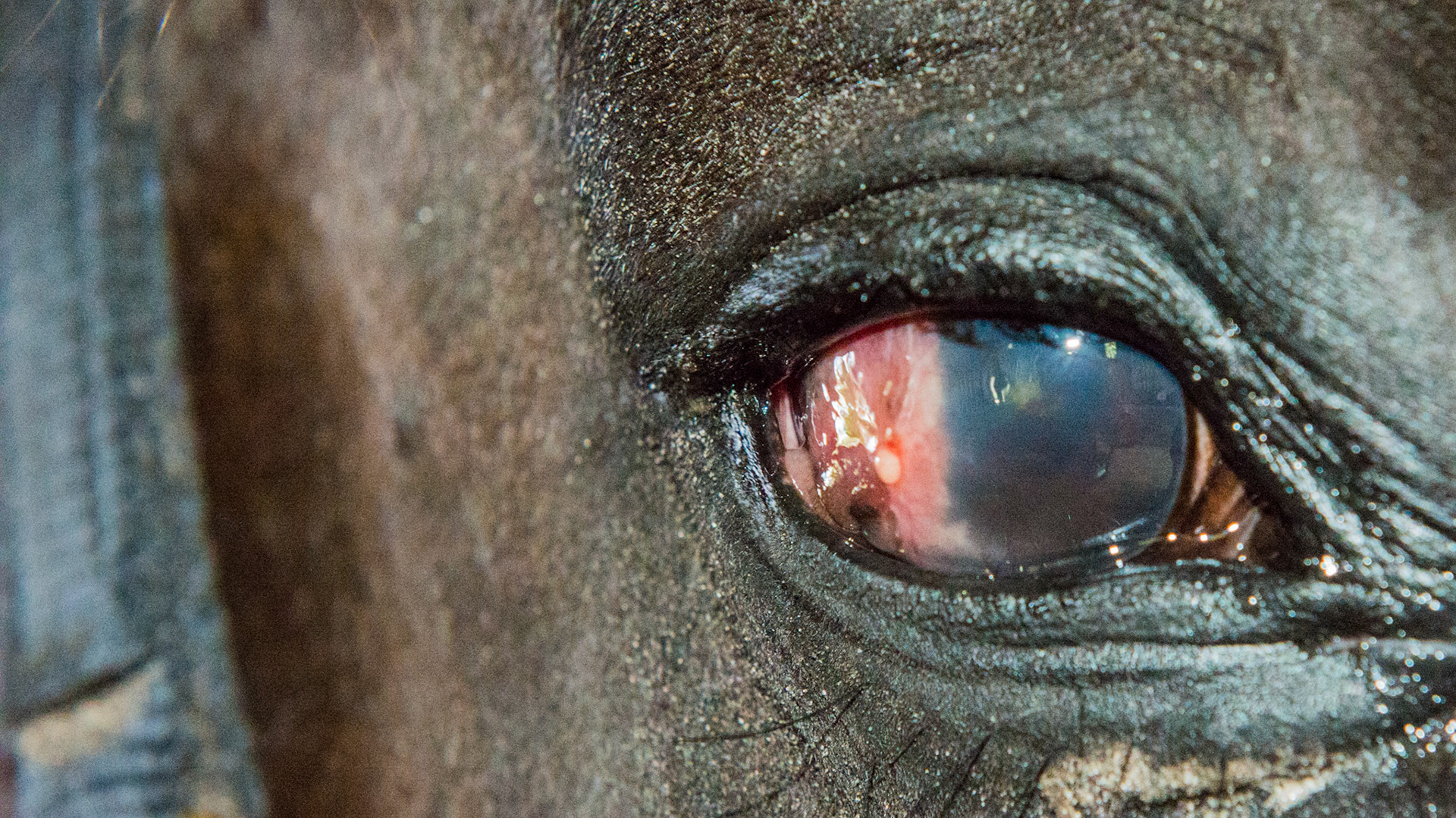 This eye had a scratch which 4 days later became an ulcer according to his owner.  Subsequently a fungal infection occurred requiring an keratectomy (surgery to remove part of the cornea). This is 6 months later.