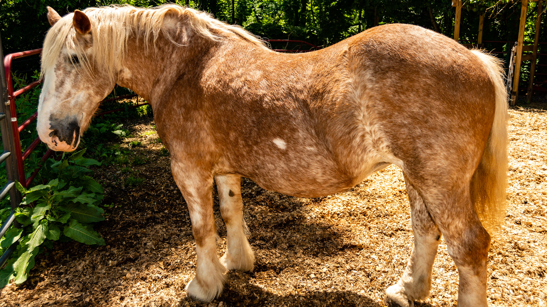 Horse A - BCS 9 - Extremely Fat ~ Very discernible crease down the spine; patches of fat on the tail head, shoulders and neck; fat dimples on the flanks and buttocks.  This horse could float on water like a fishing bob.  The official registered color of this horse is Belgian red and graying.