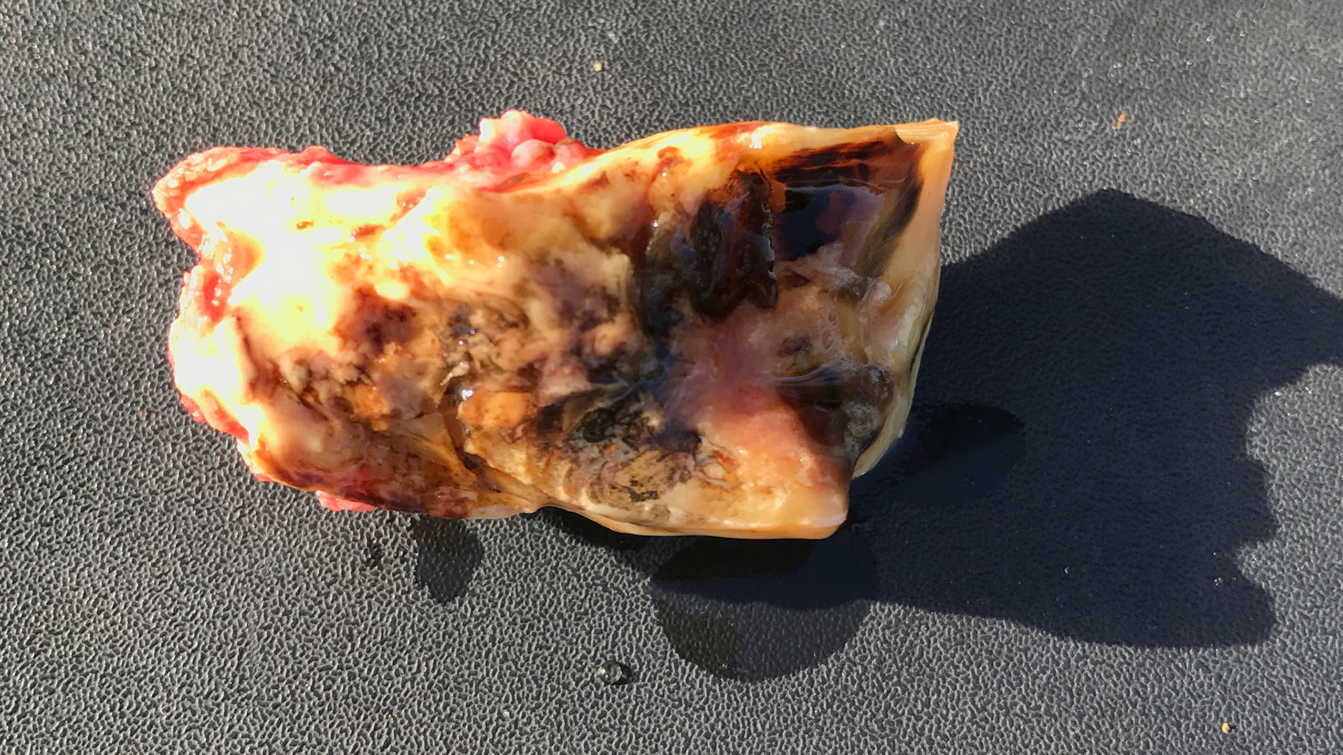 An extracted decayed incisor from a horse with EOTRH.